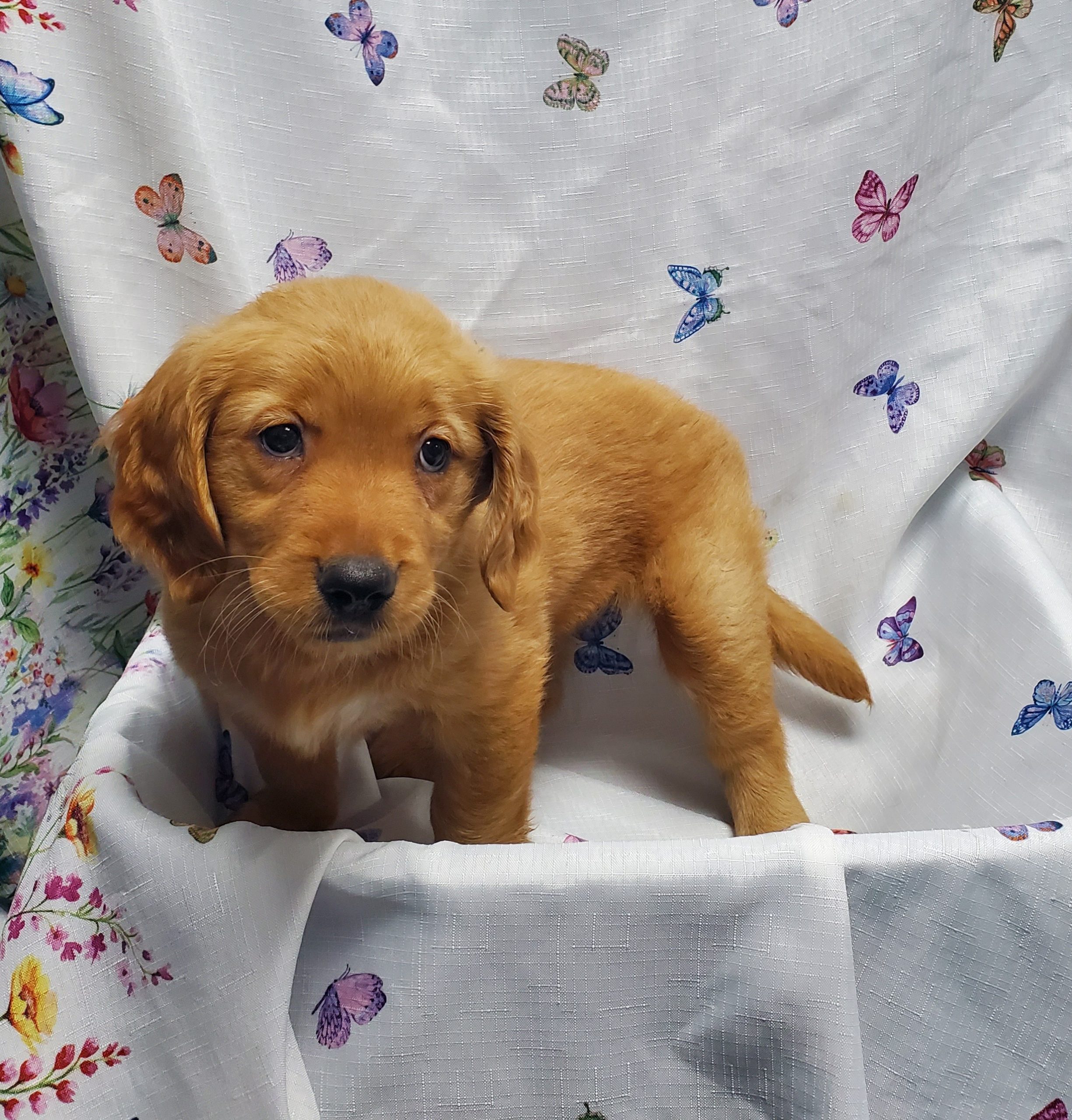 Available Puppies 15