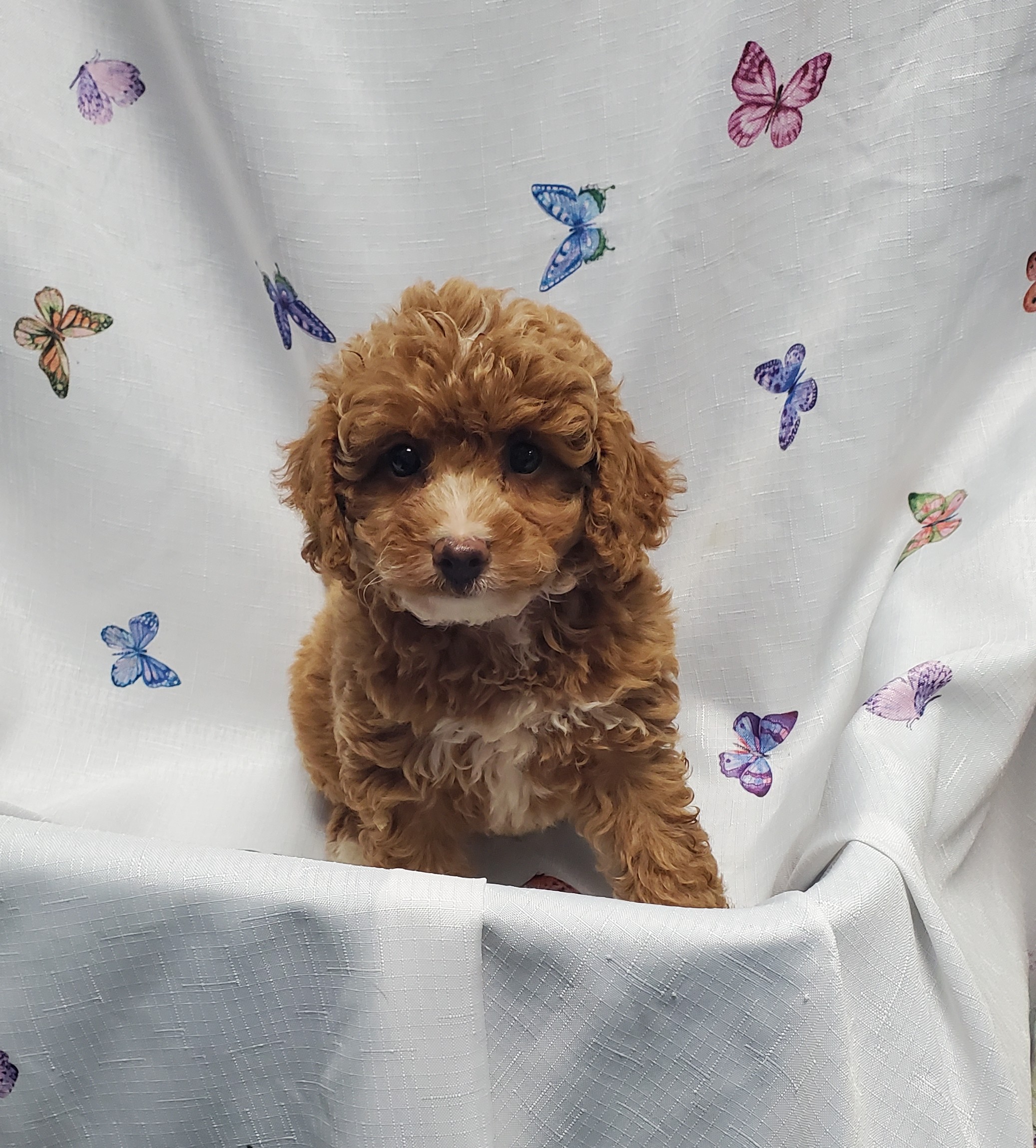 Available Puppies 14
