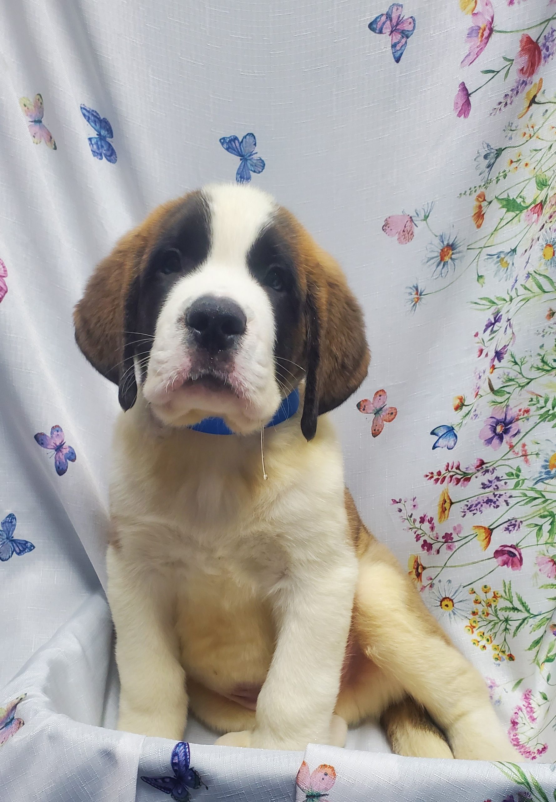 Available Puppies 16