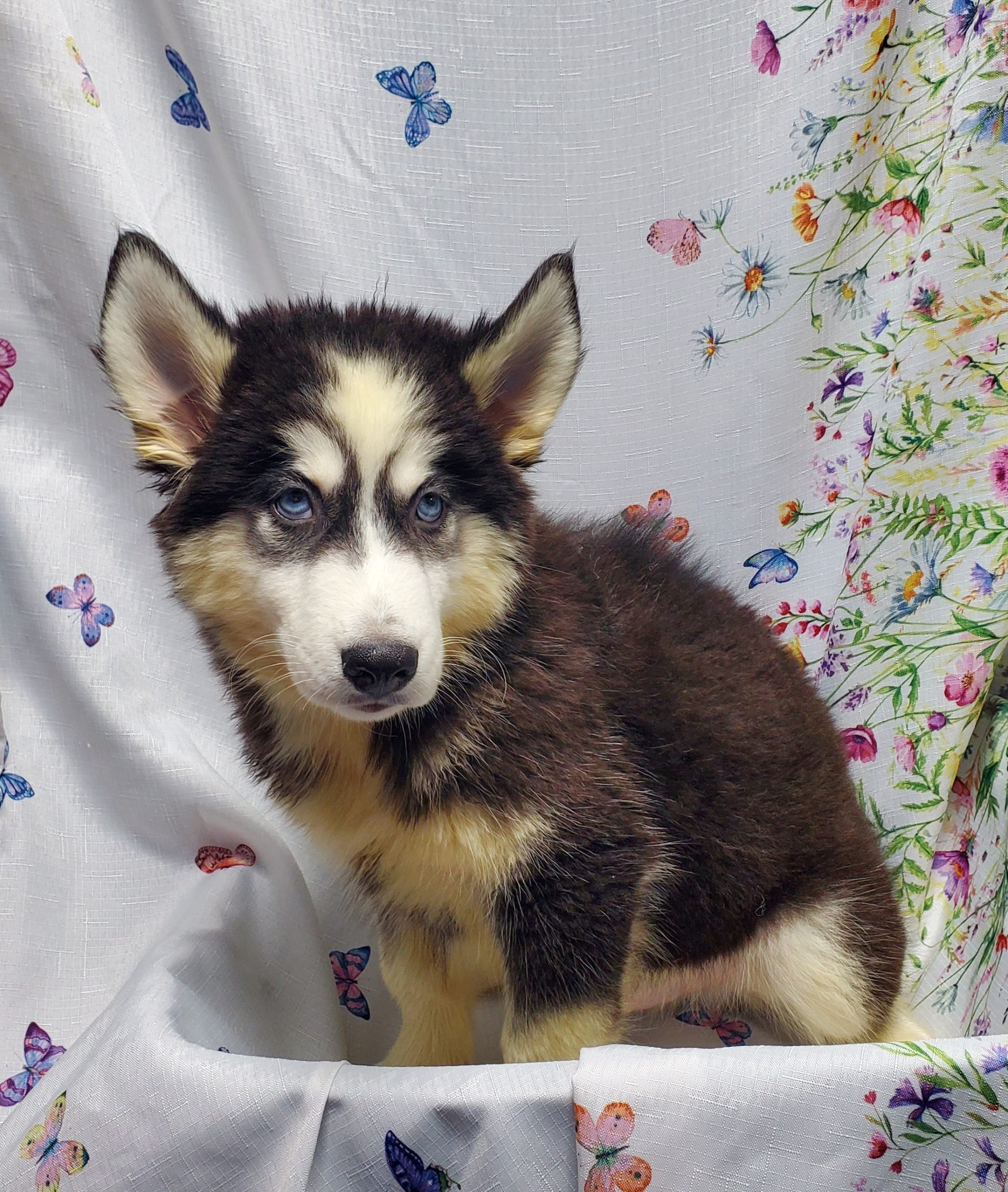 Available Puppies 17