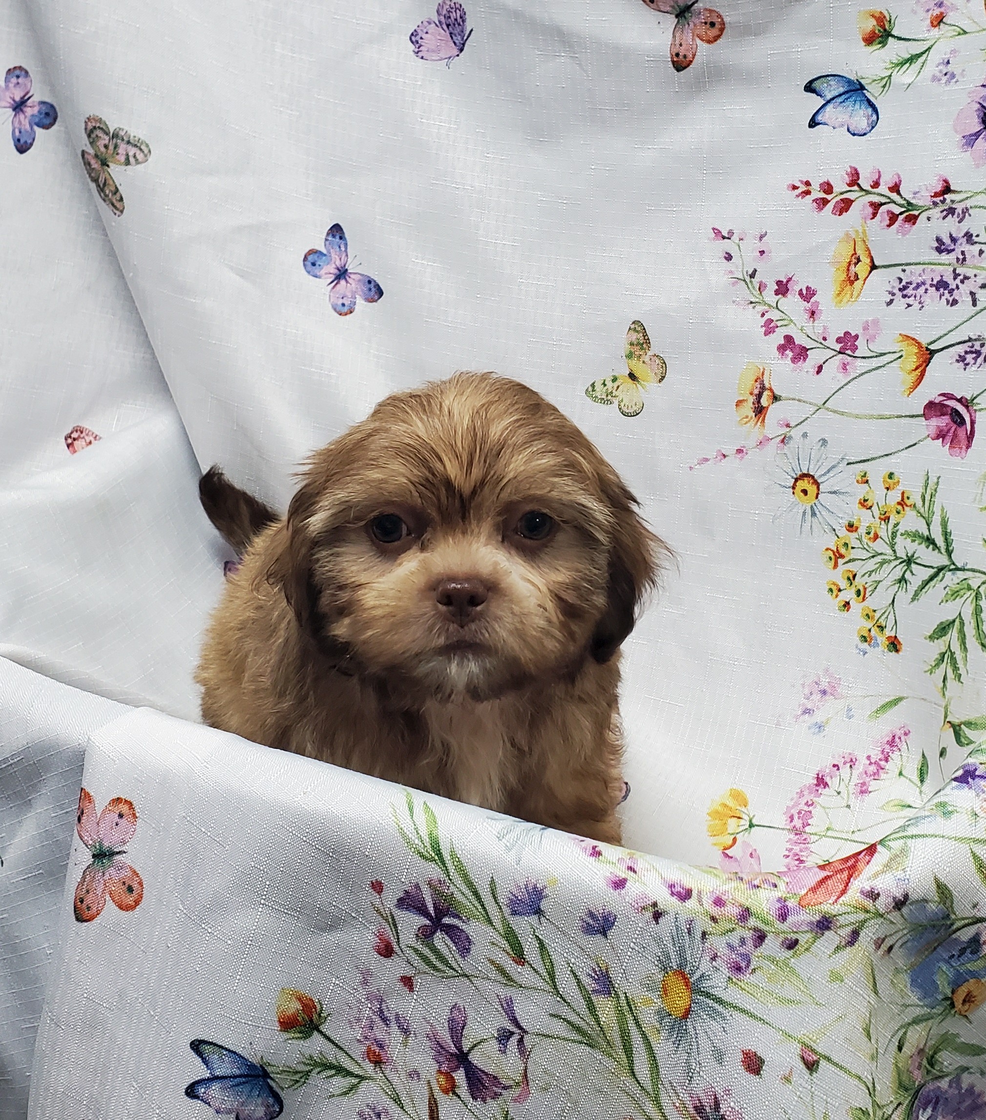 Available Puppies 18