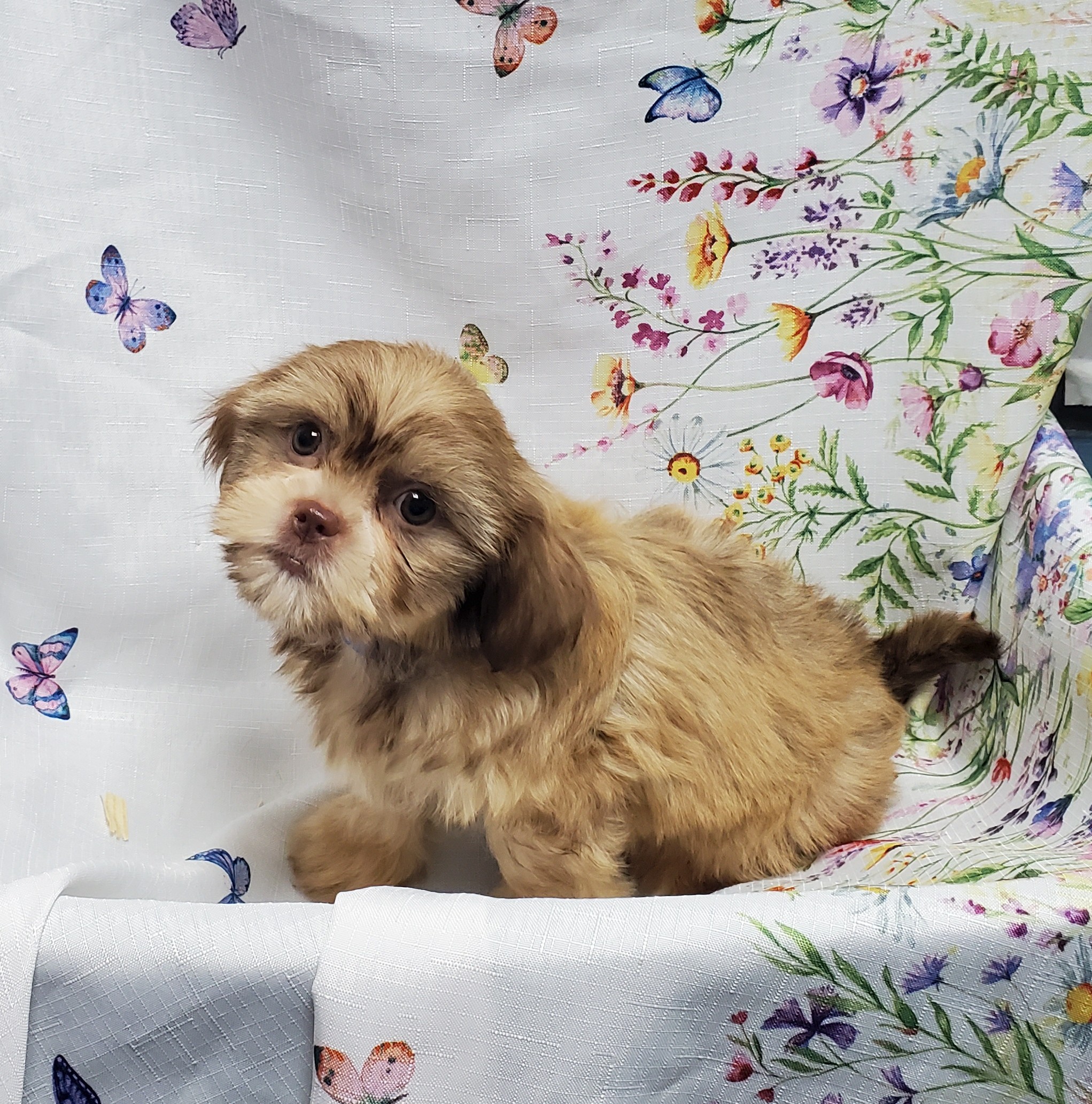 Available Puppies 19