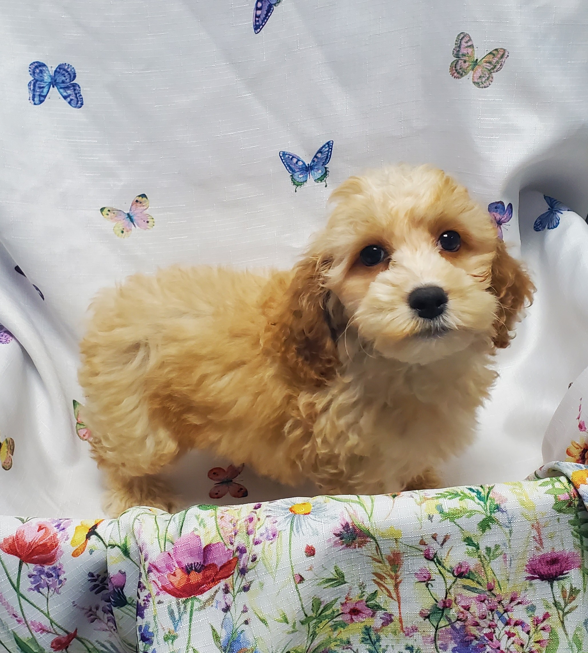 Available Puppies 12