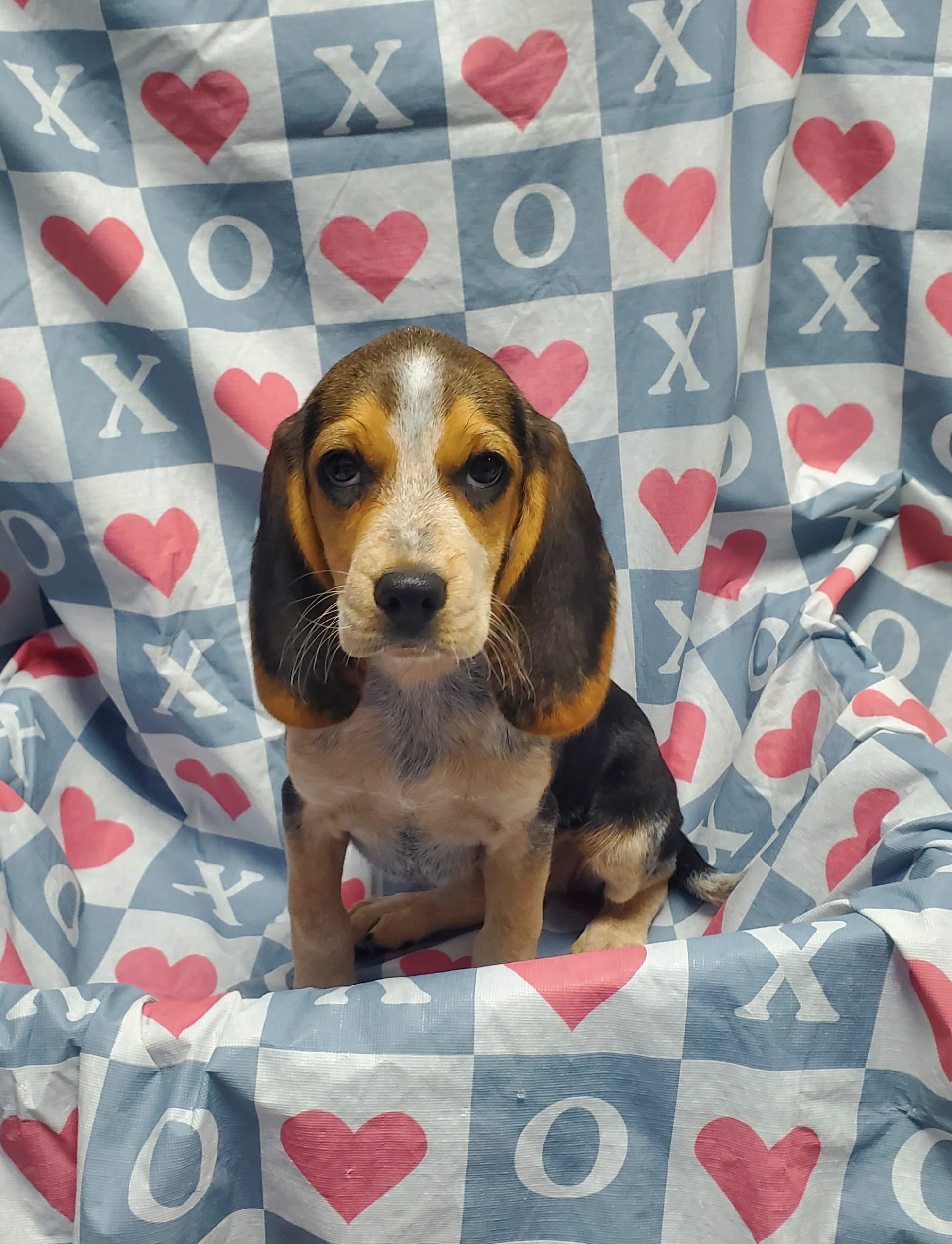 Available Puppies 13