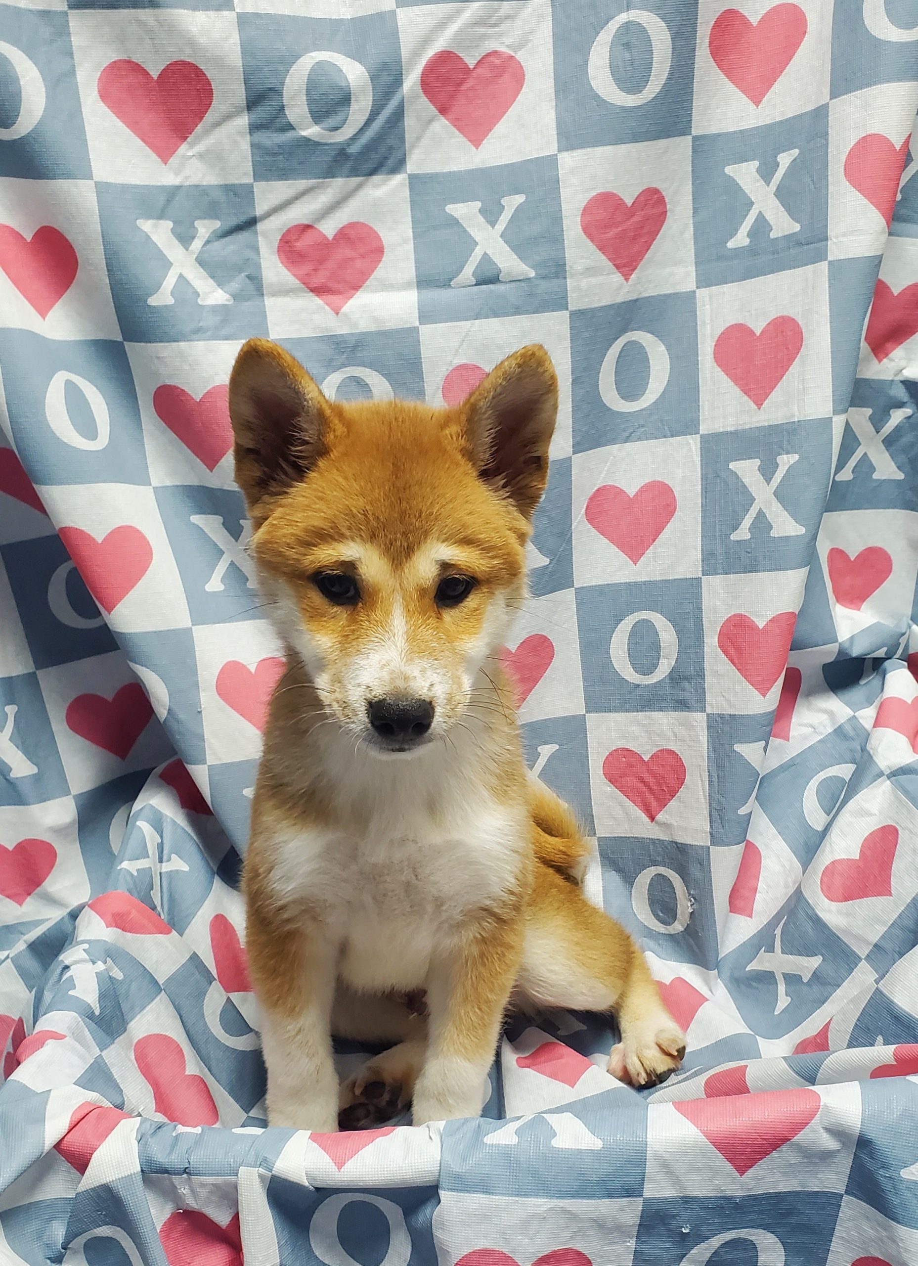 Available Puppies 14