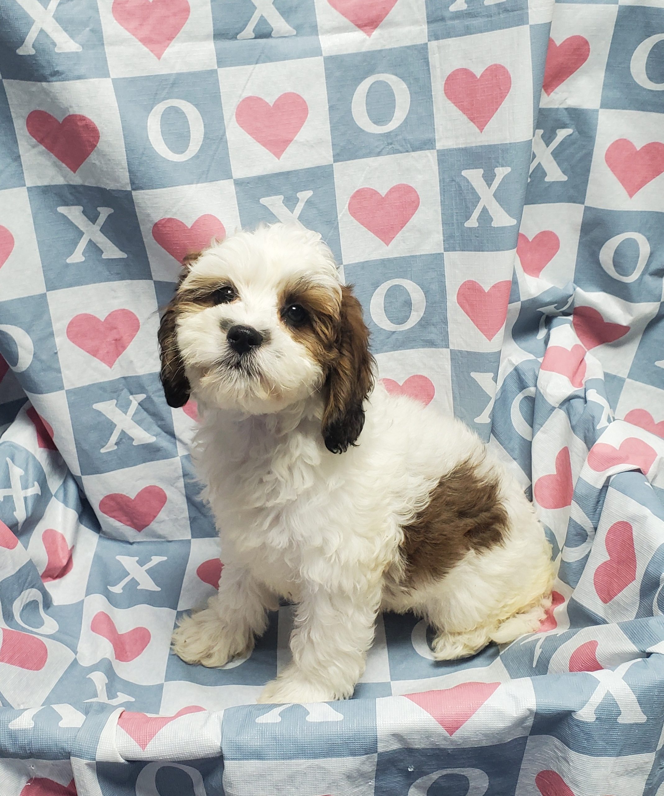 Available Puppies 15
