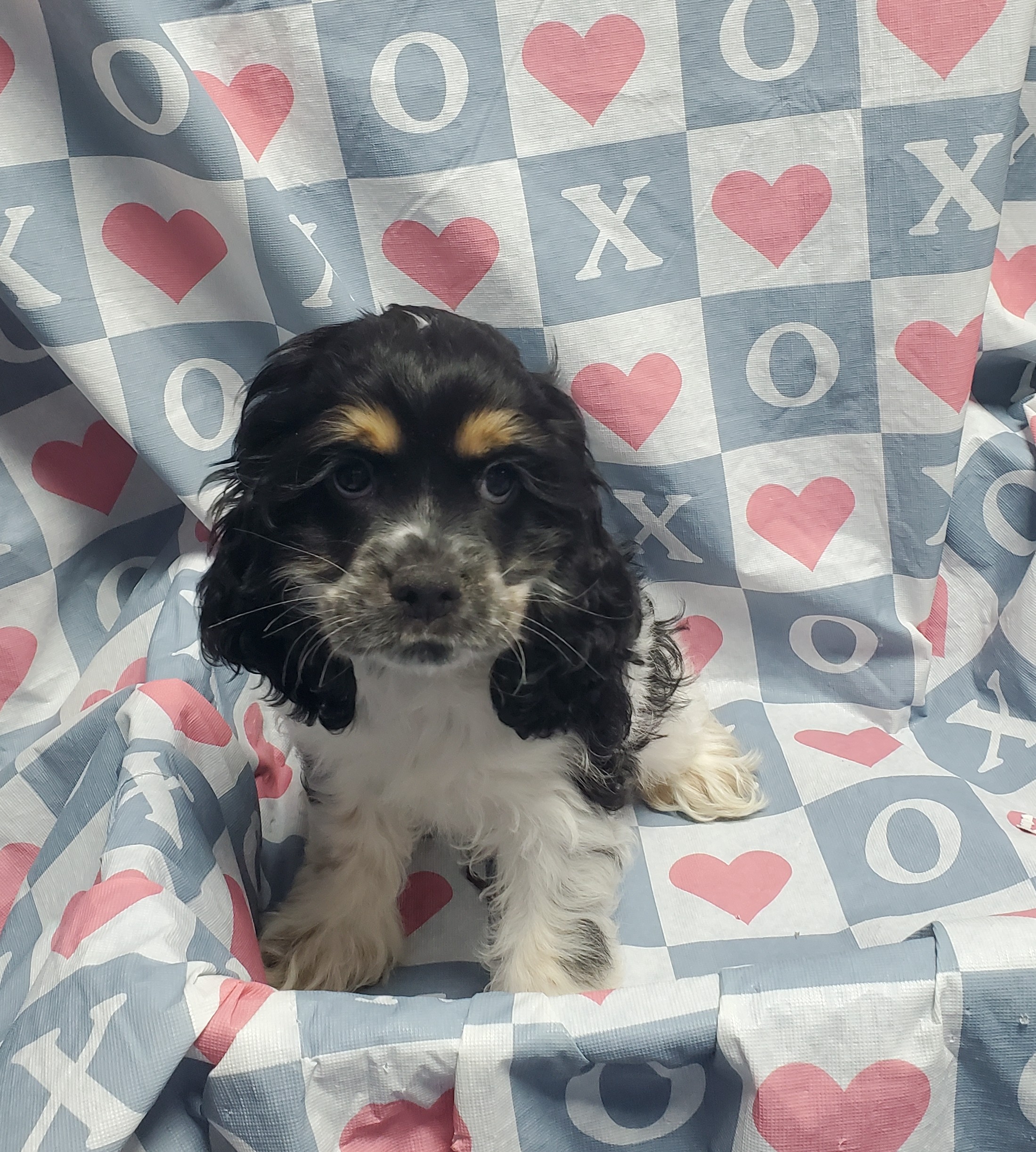 Available Puppies 16