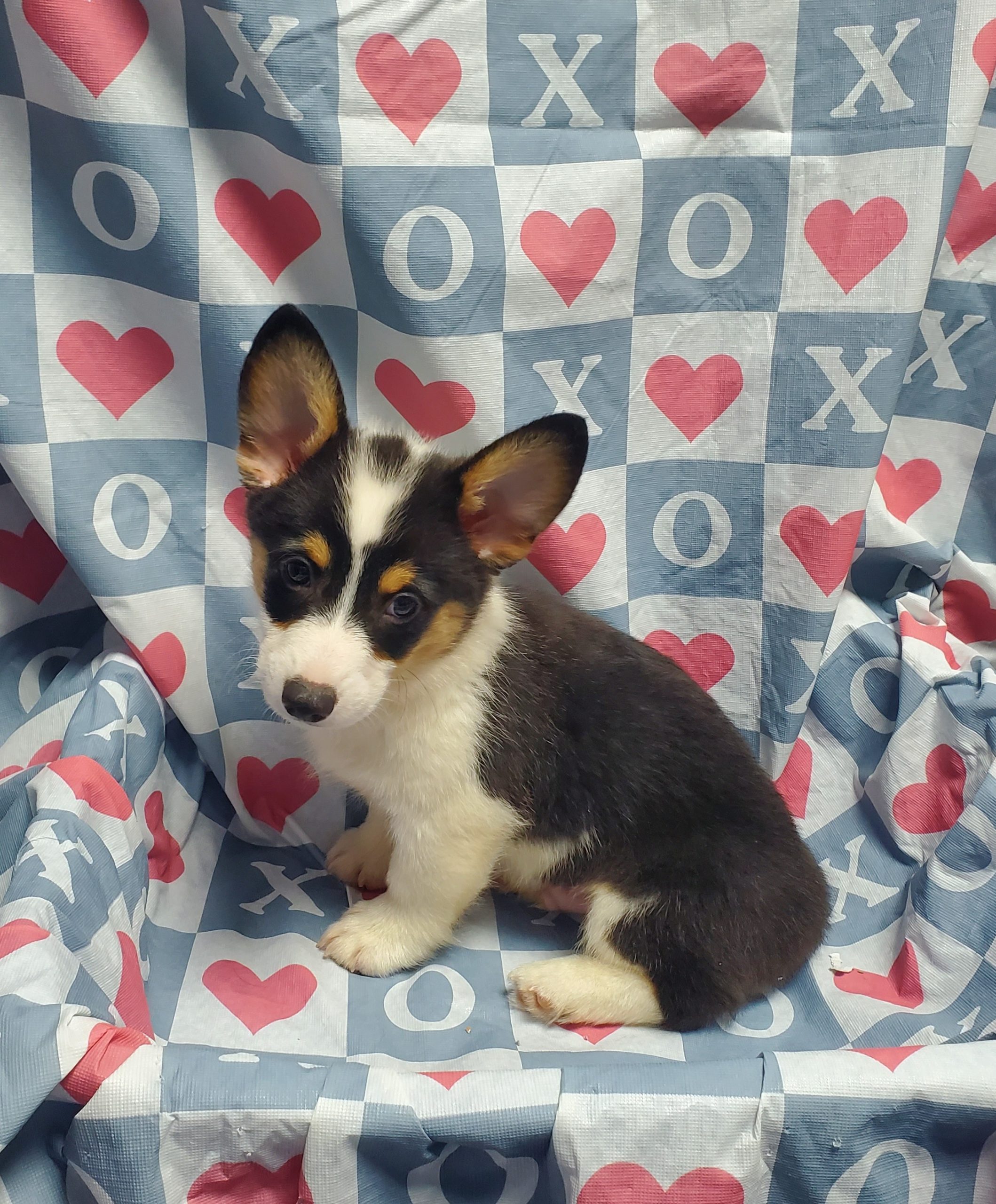 Available Puppies 17