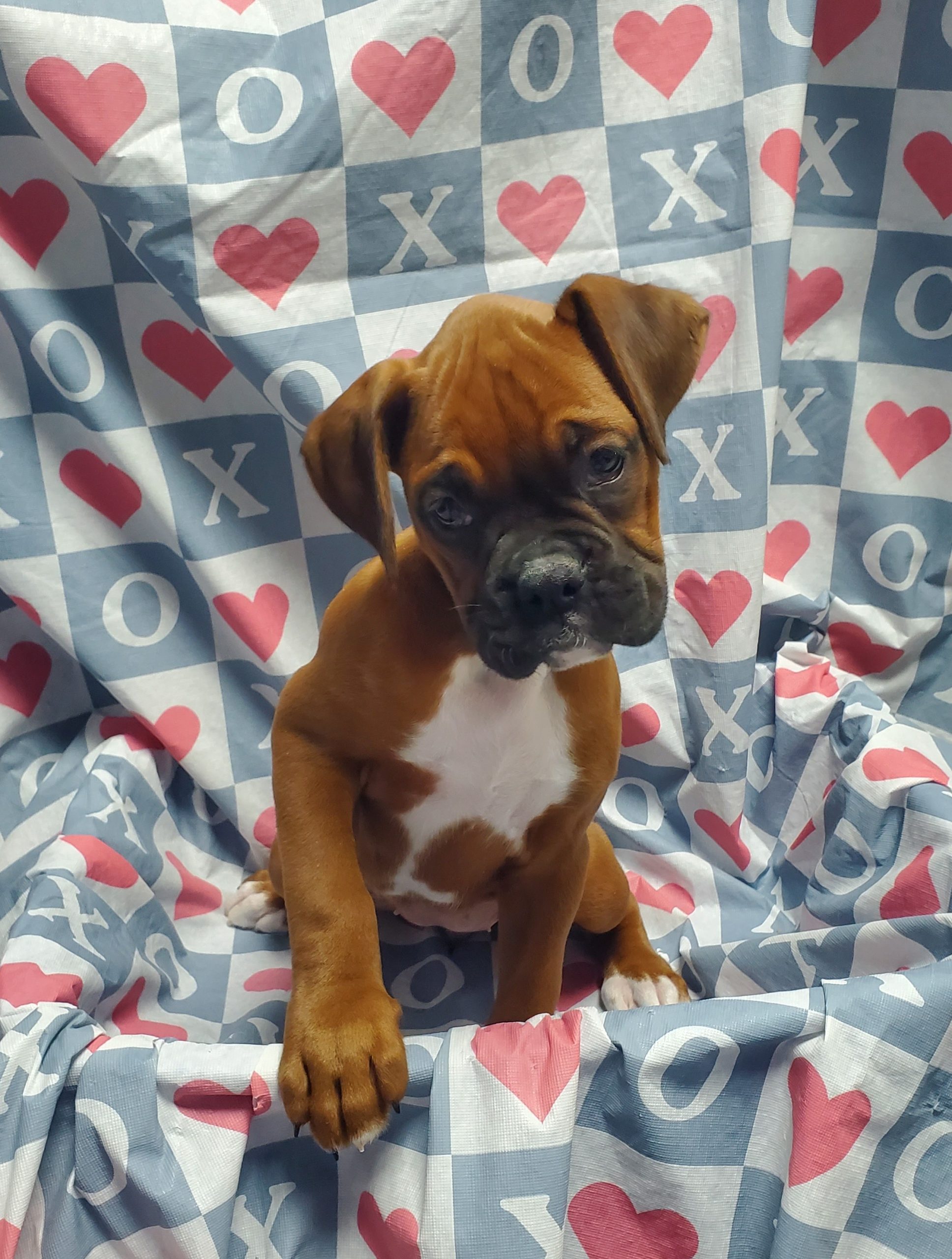 Available Puppies 11
