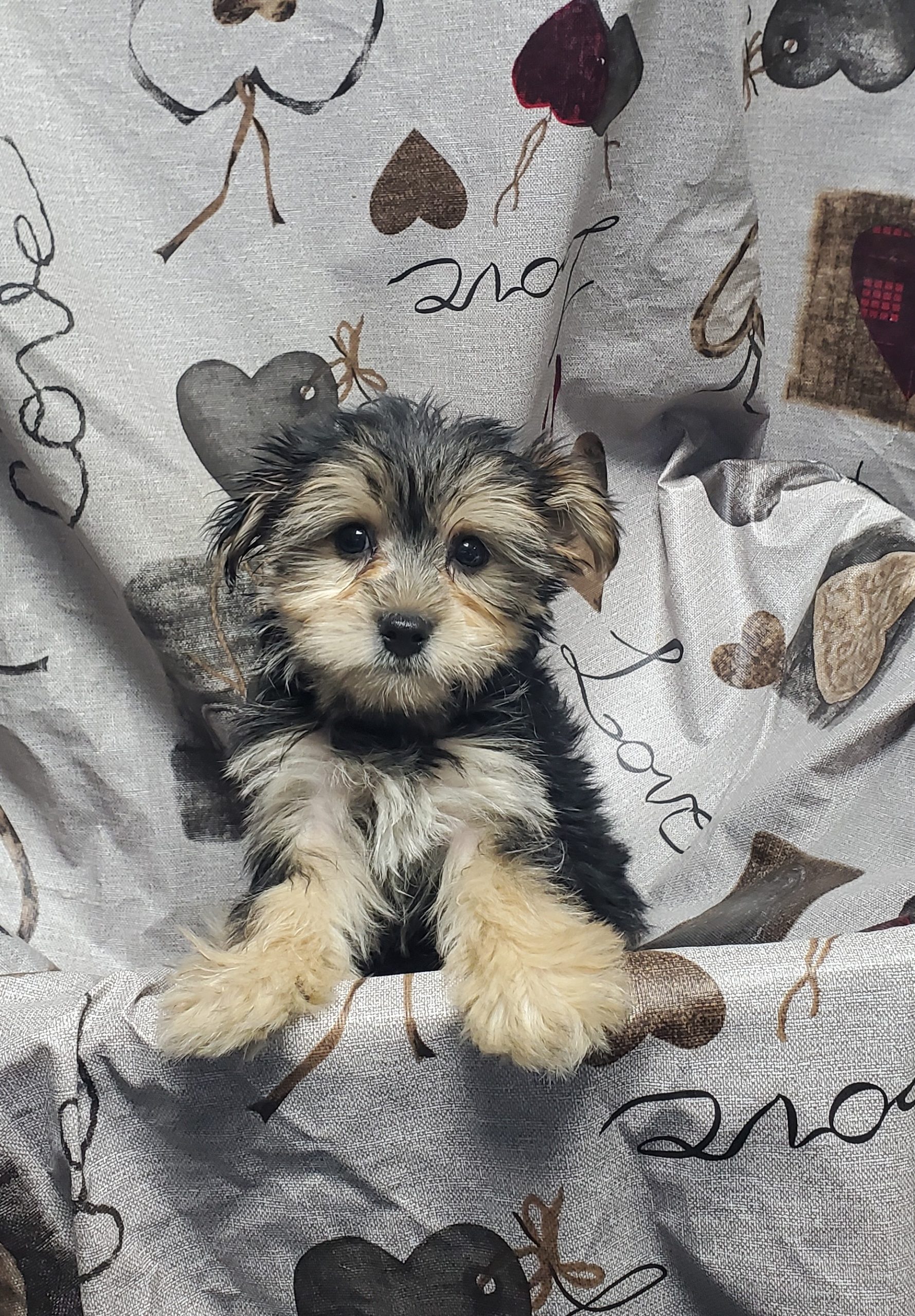 Available Puppies 22