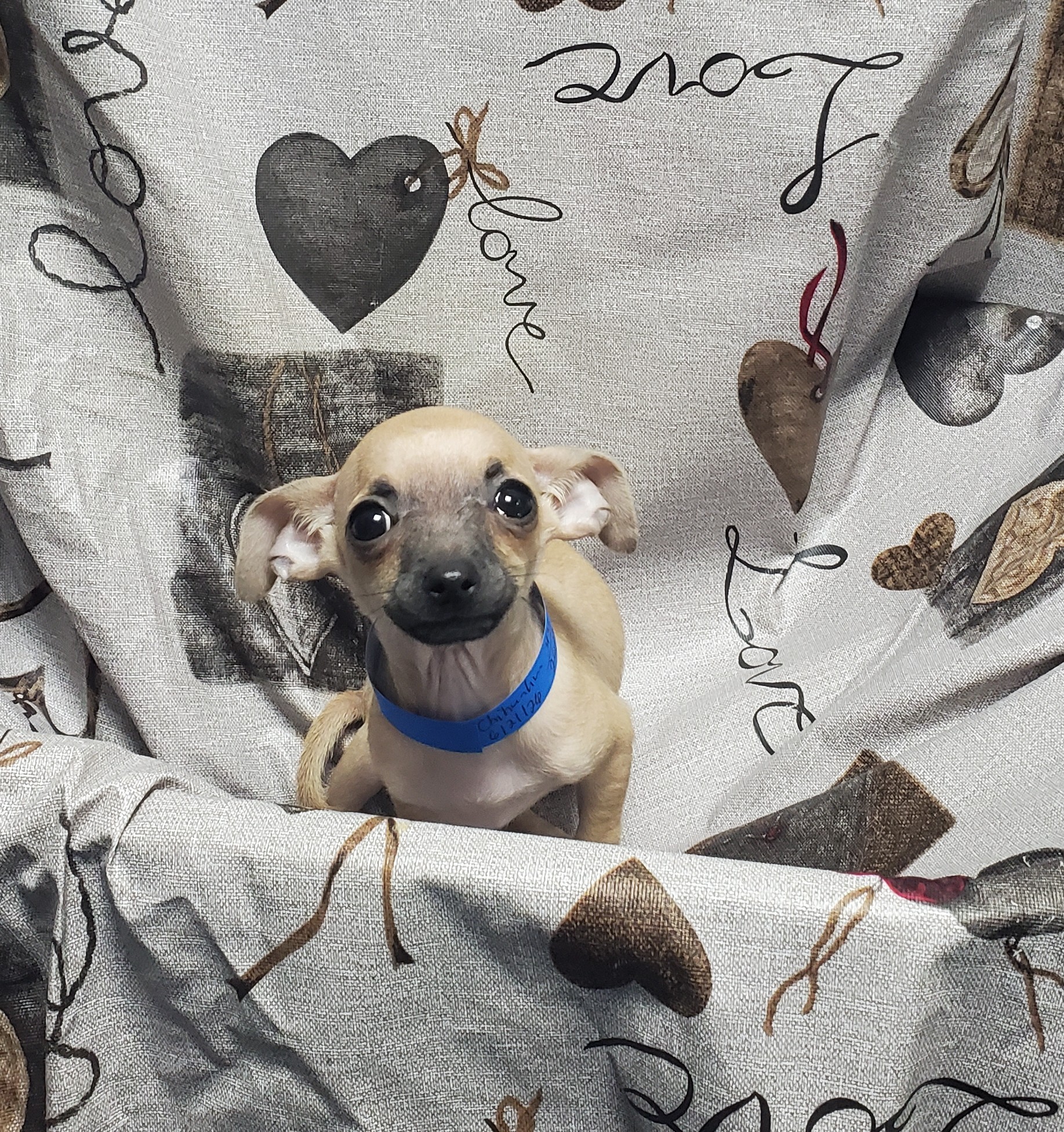 Available Puppies 19