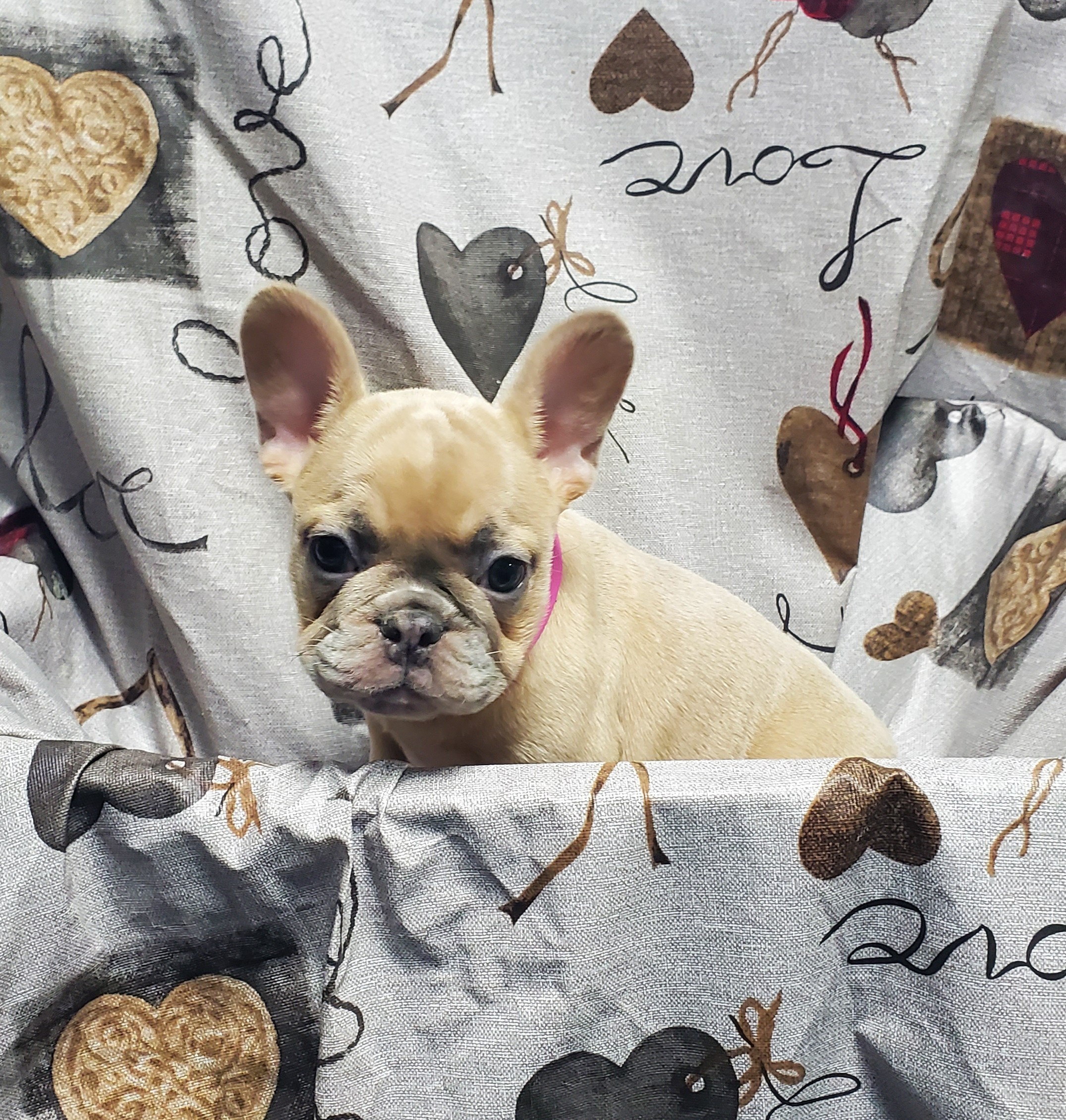 Available Puppies 20