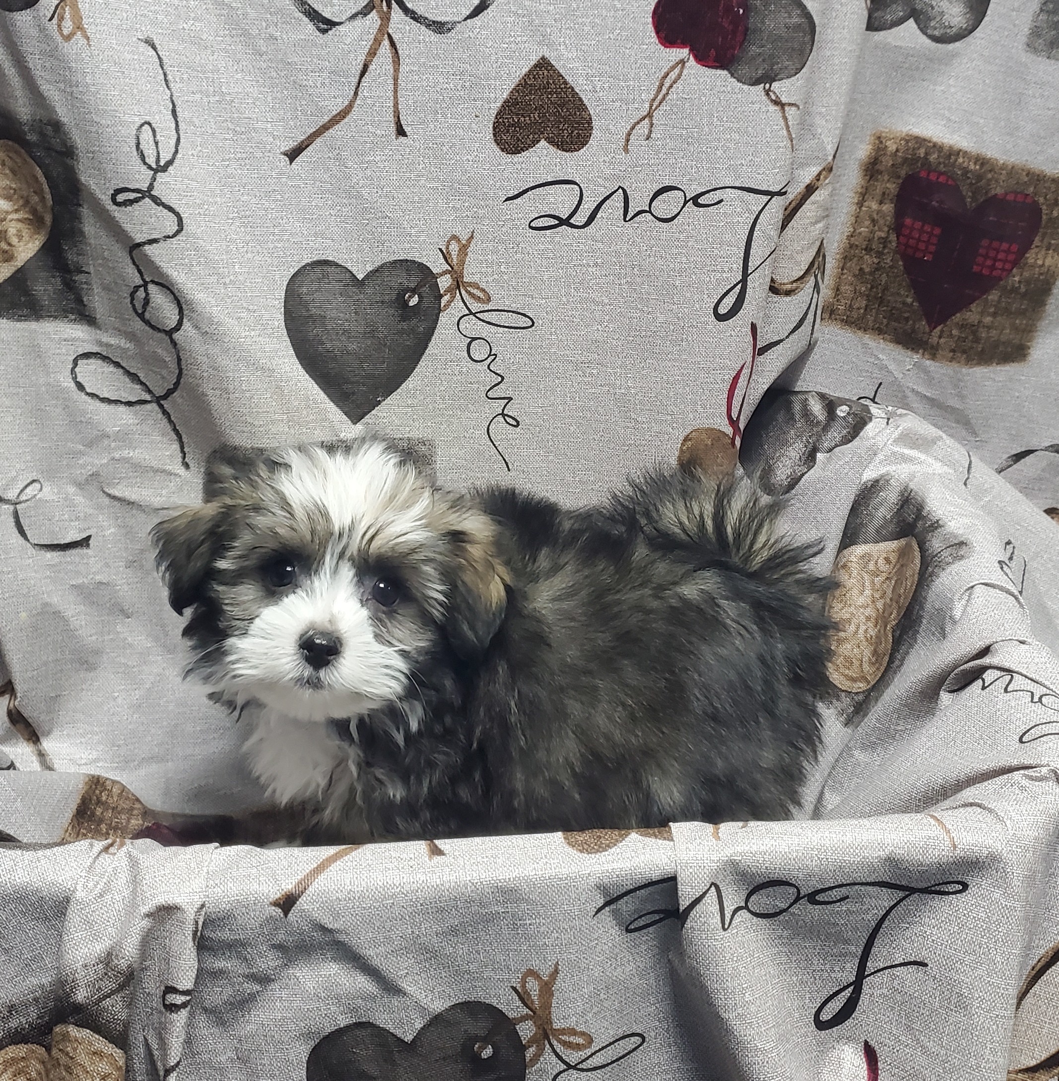 Available Puppies 23