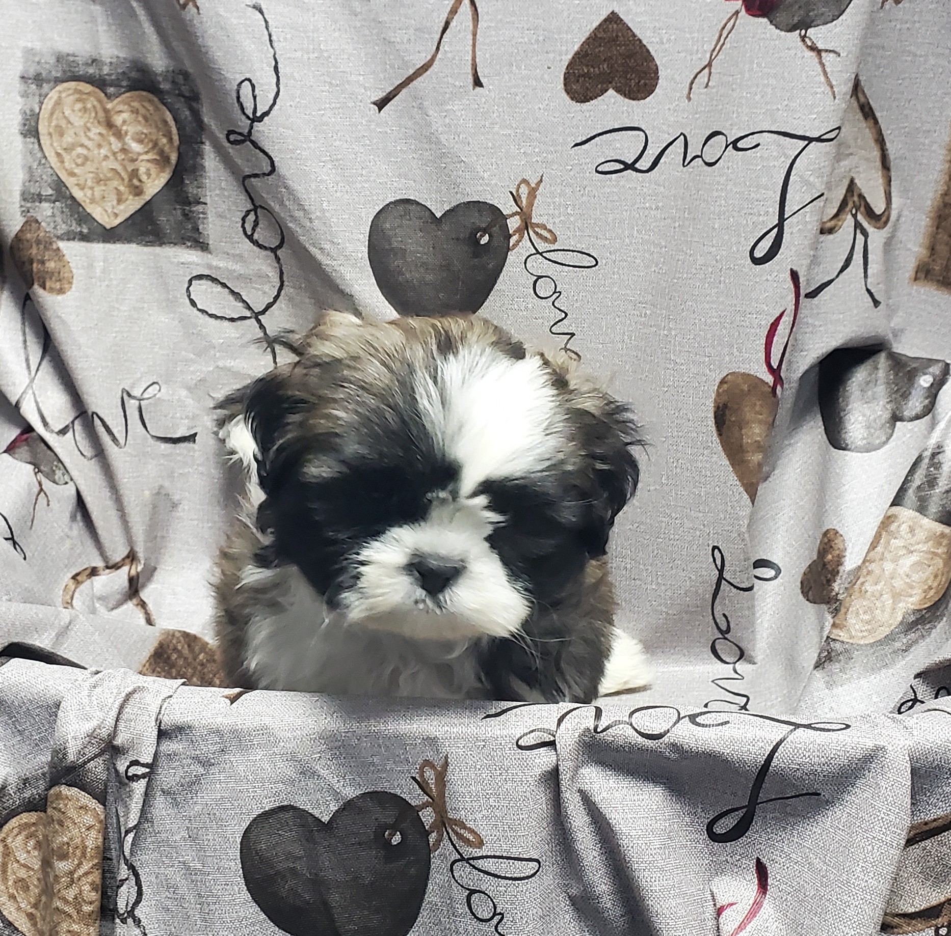 Available Puppies 21