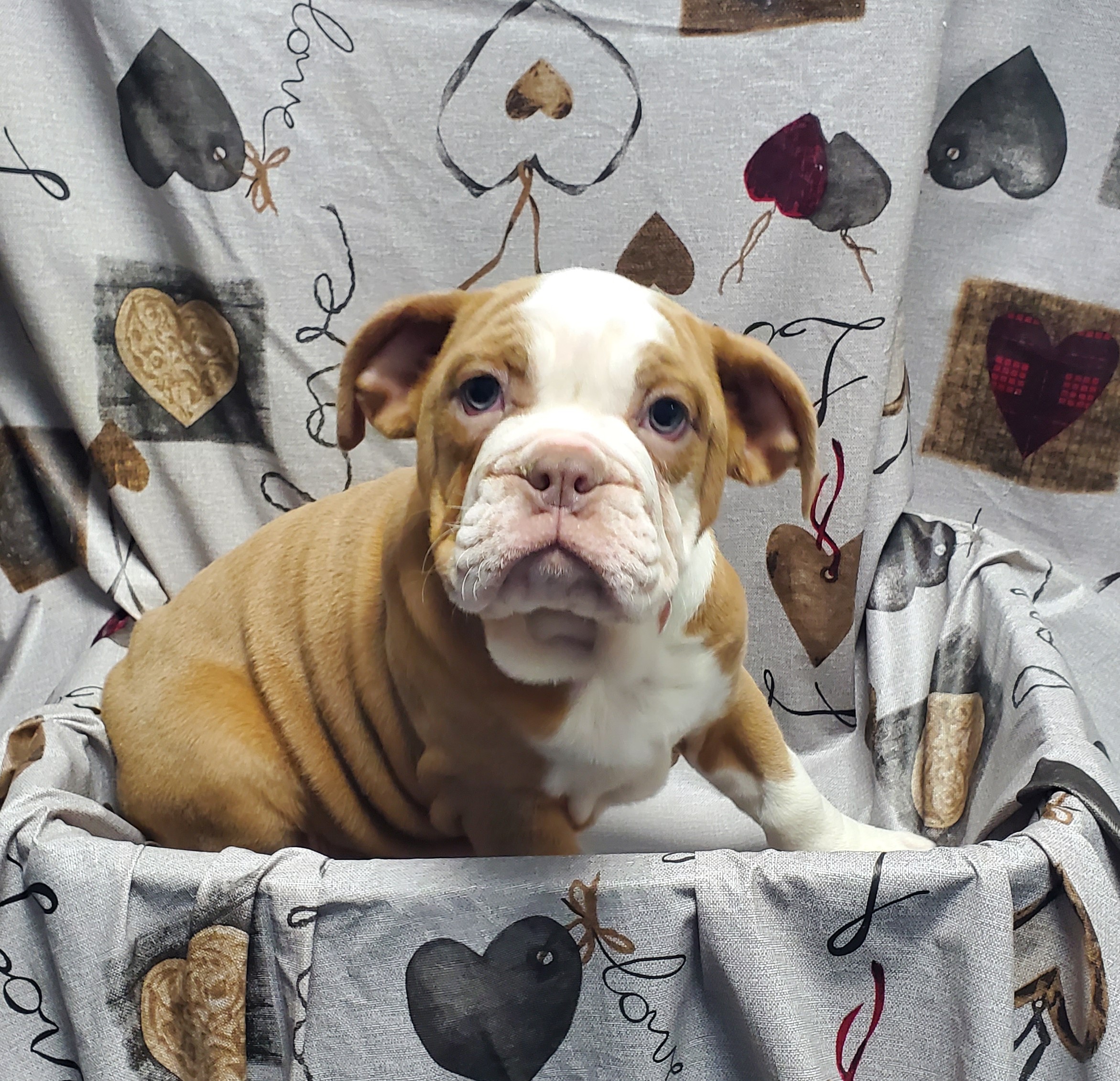 Available Puppies 24