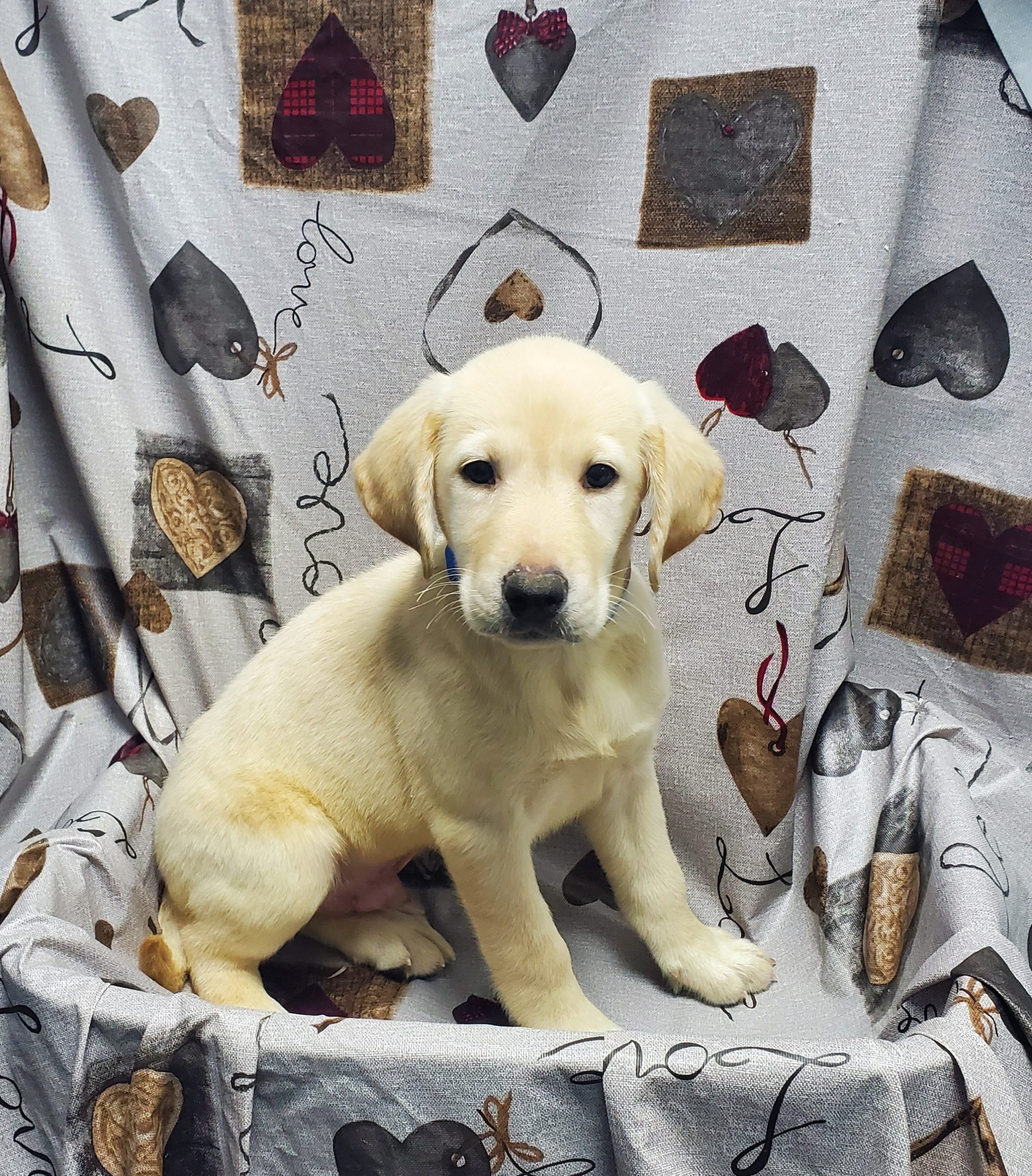 Available Puppies 25