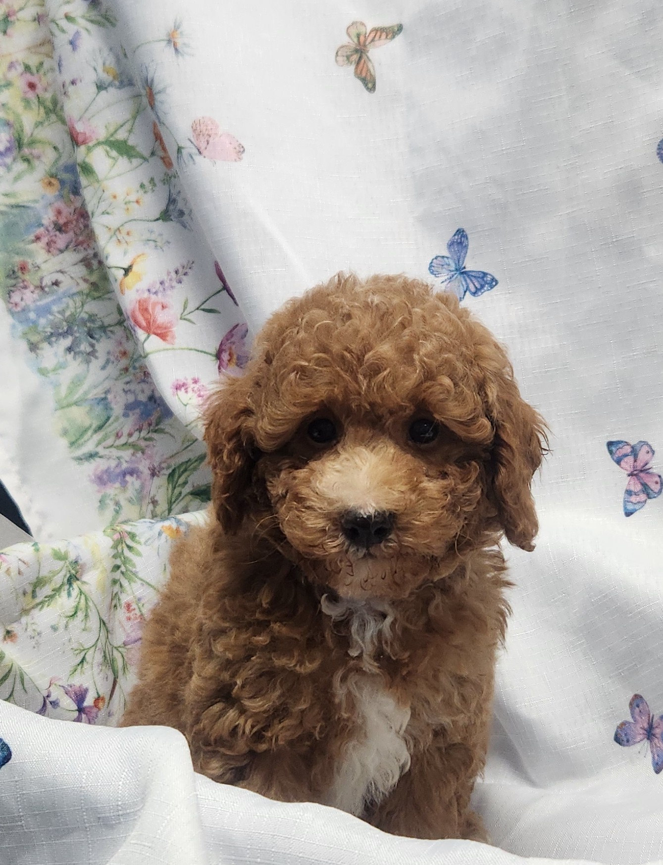 Available Puppies 19