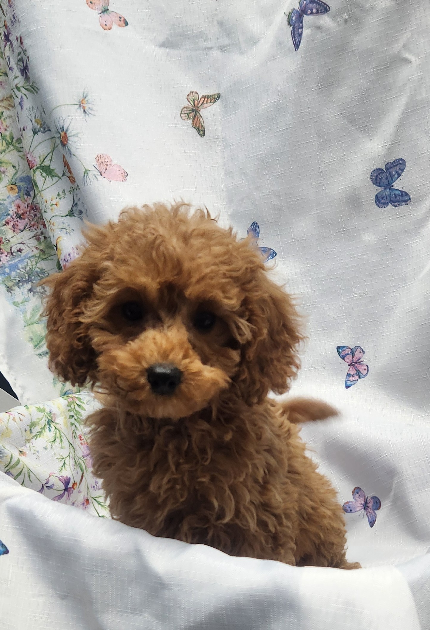 Available Puppies 29 Available Puppies 29