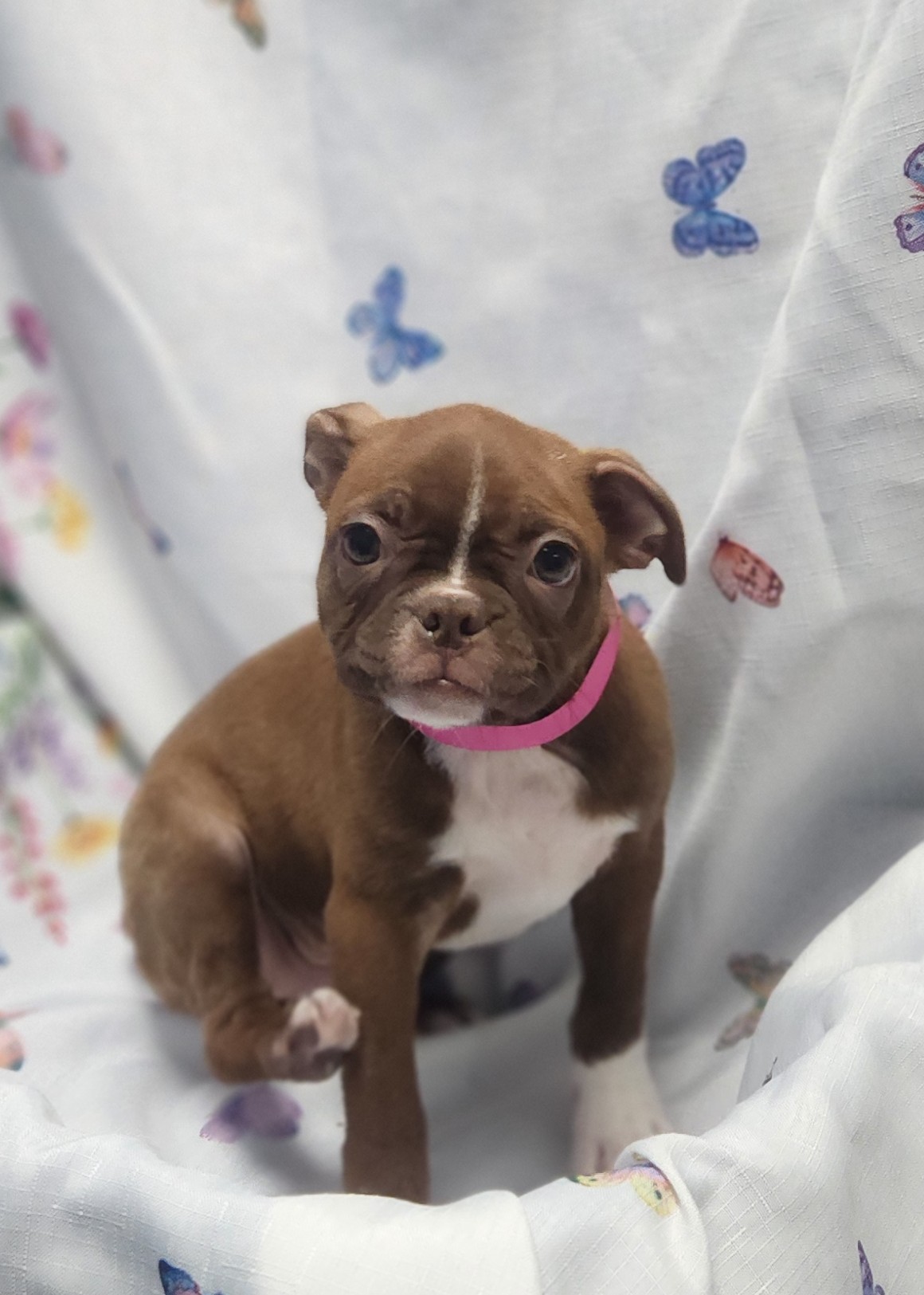 Available Puppies 27 Available Puppies 27