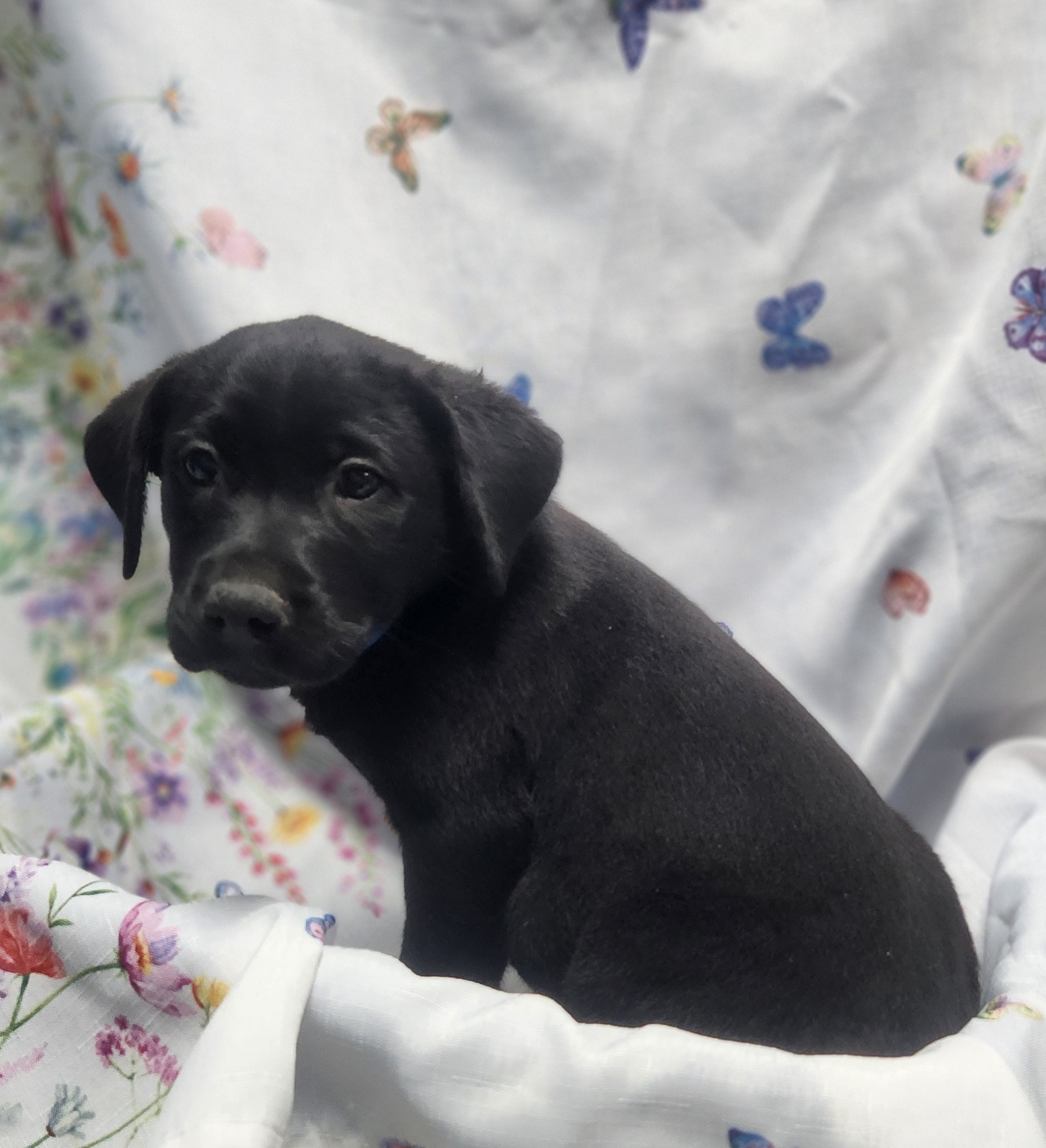 Available Puppies 26 Available Puppies 26