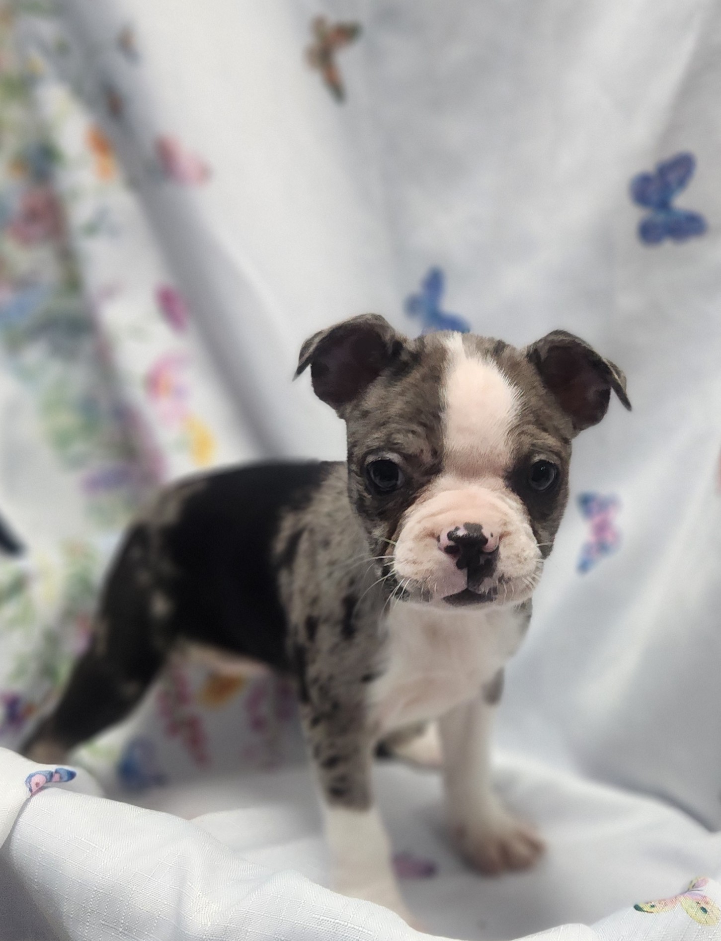Available Puppies 28 Available Puppies 28