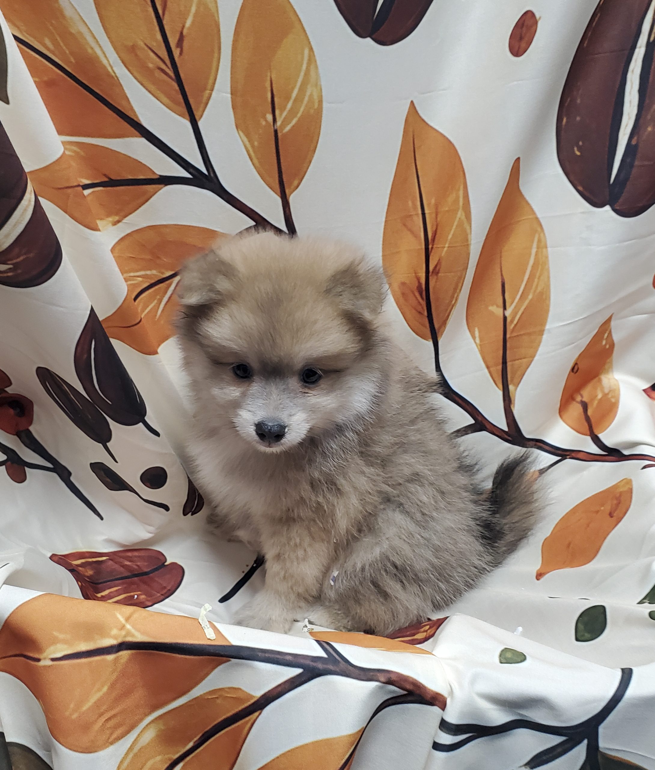 Available Puppies 24