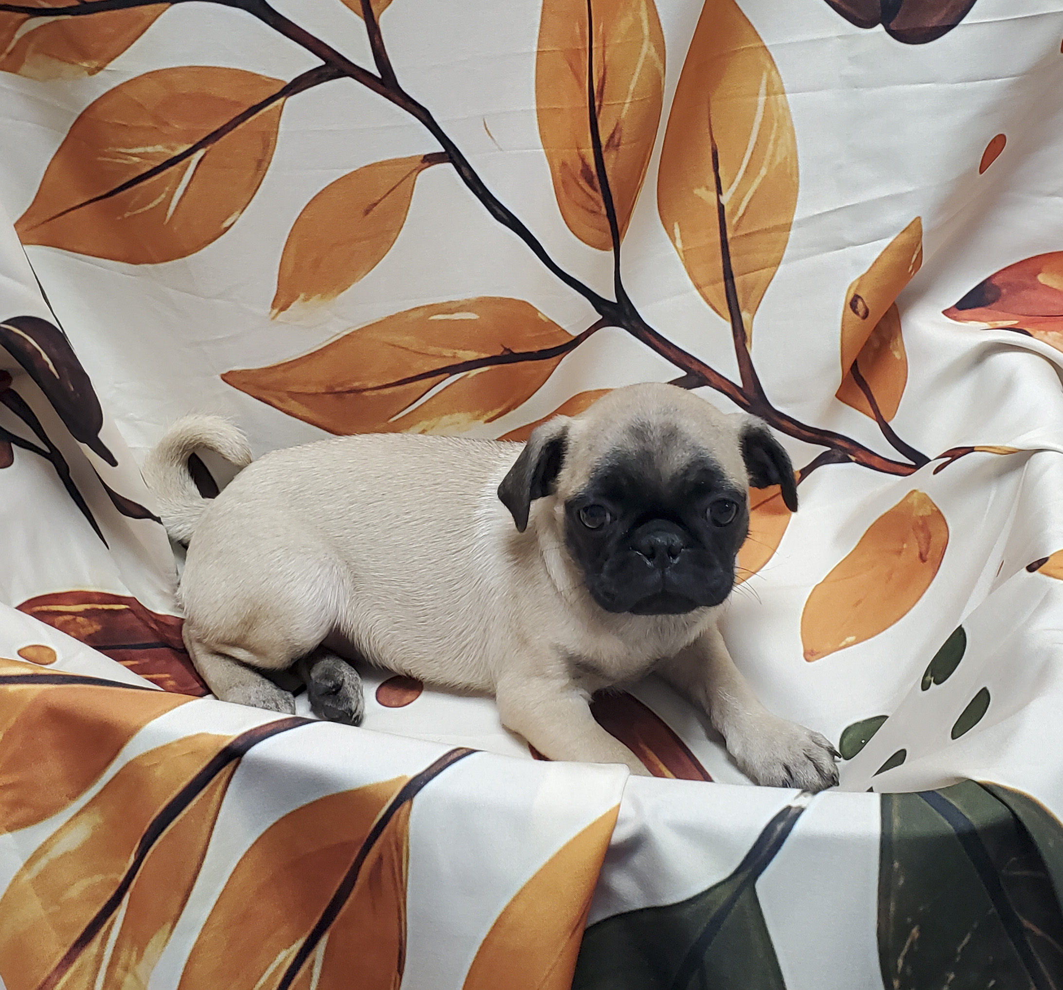 Available Puppies 14 Available Puppies 14