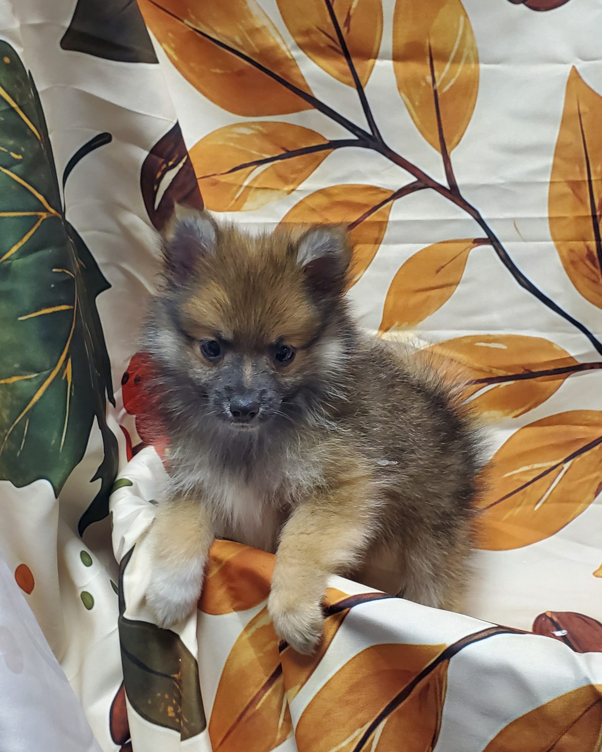 Available Puppies 23