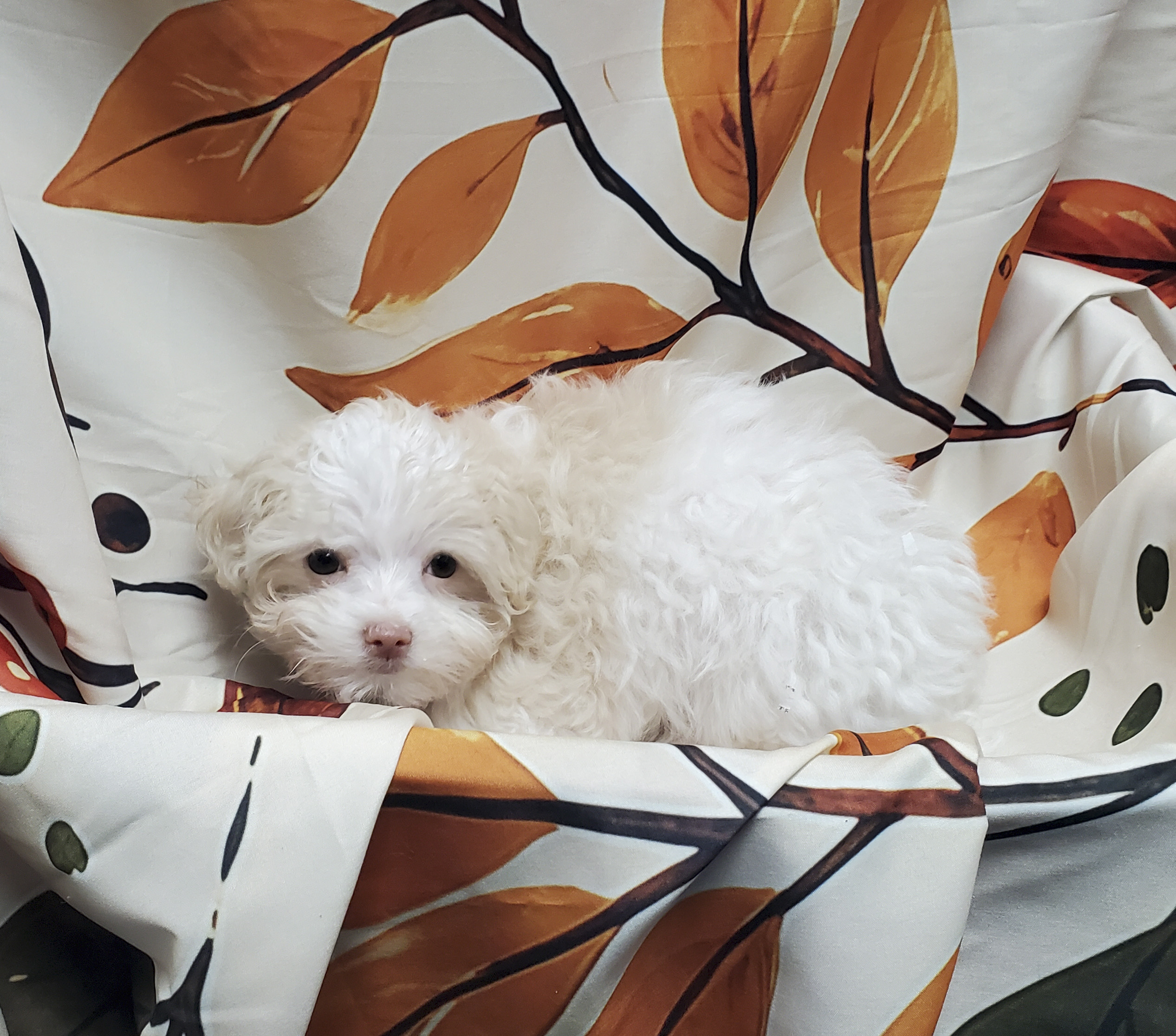 Available Puppies 22