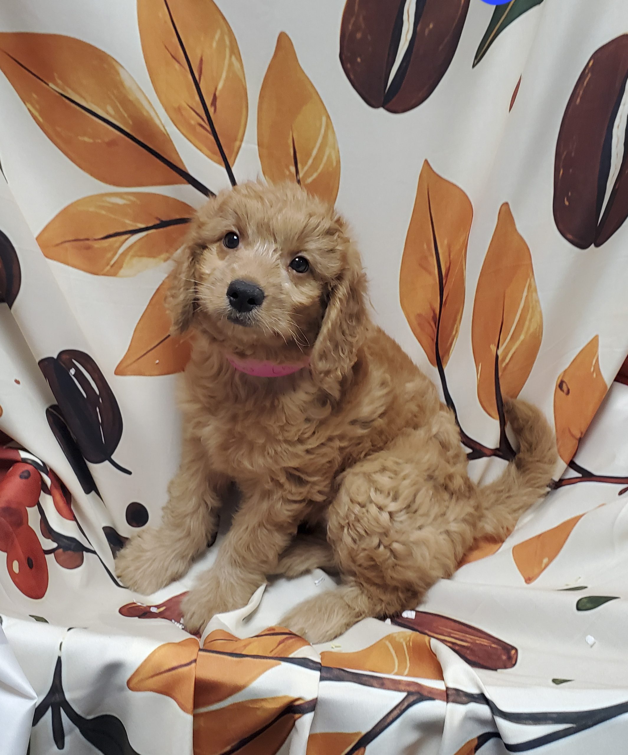 Available Puppies 21