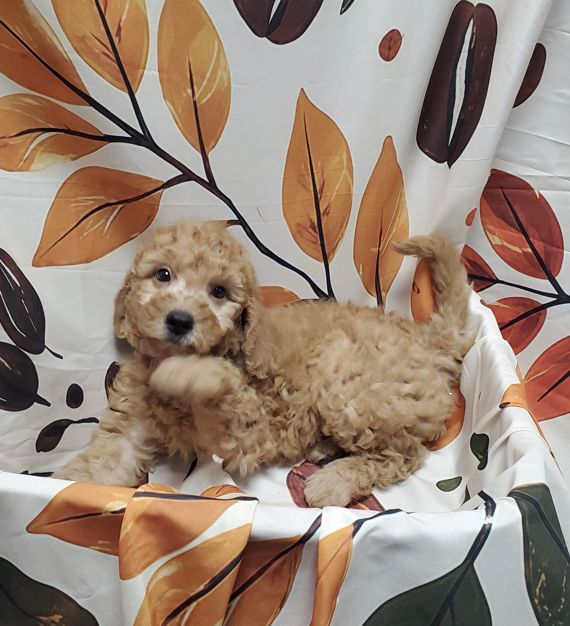 Available Puppies 20