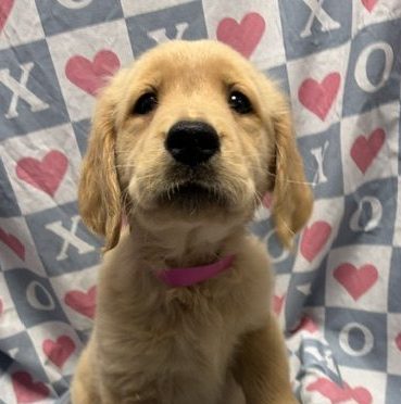 Available Puppies 18