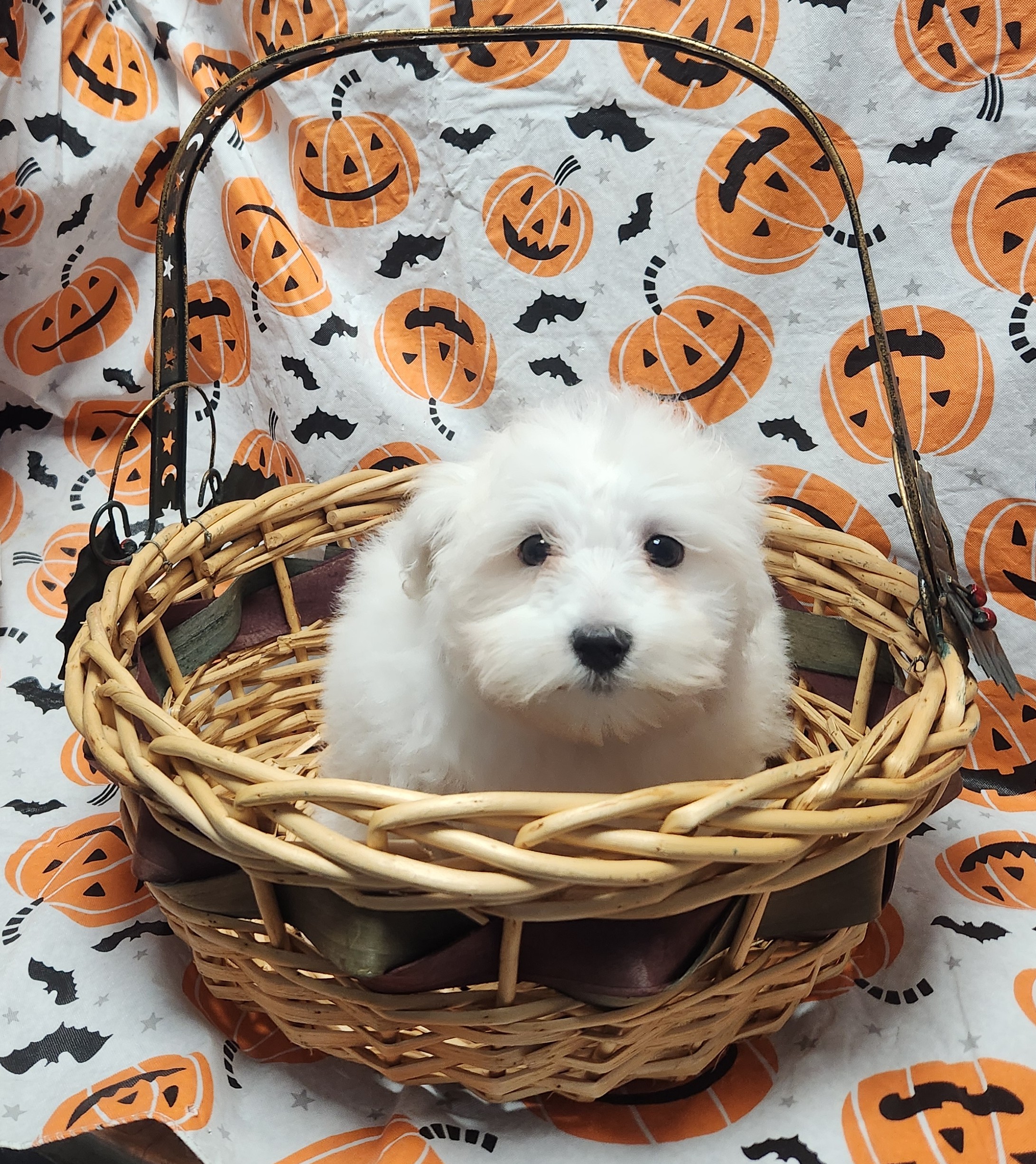 Available Puppies 25