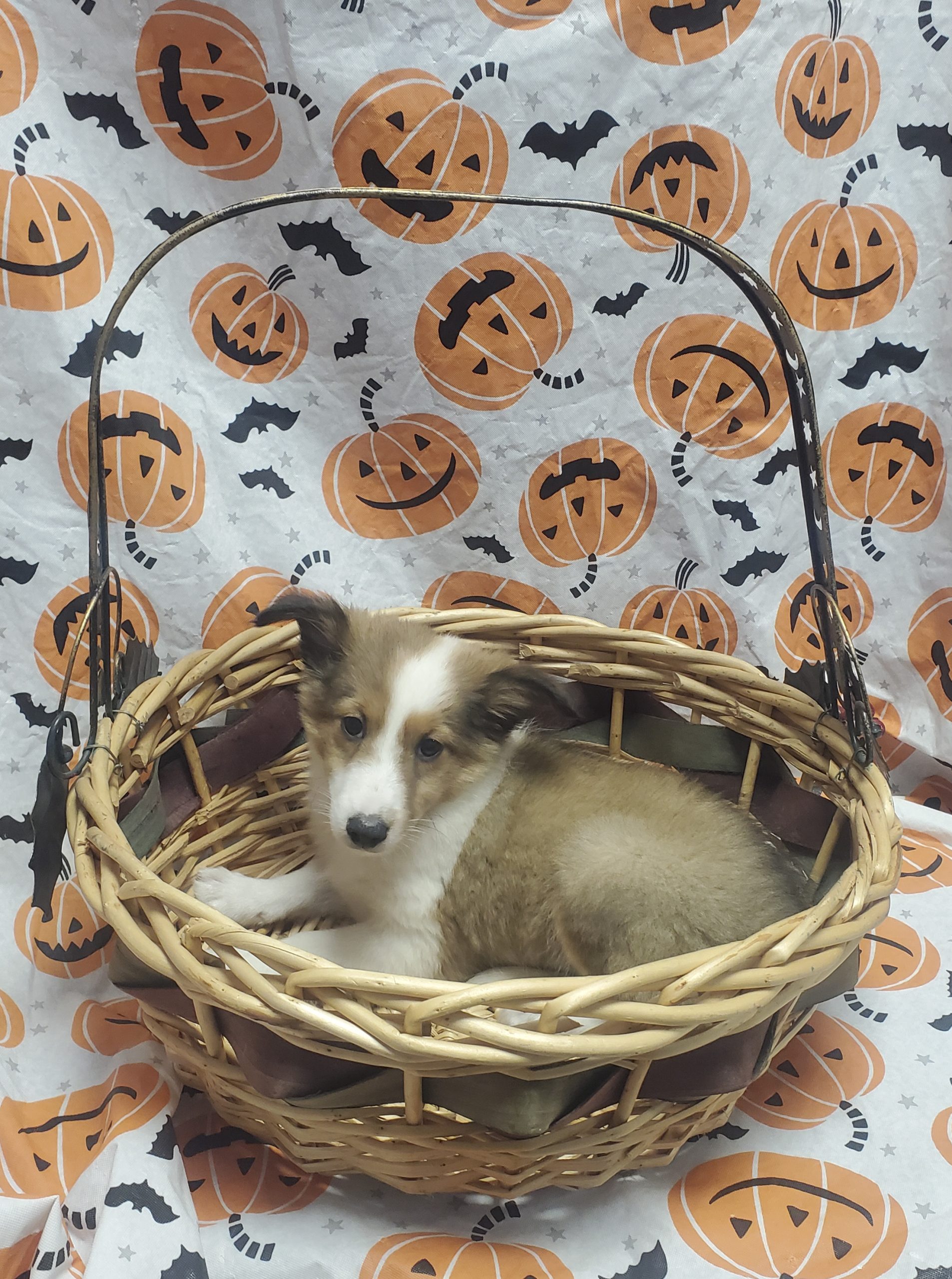 Available Puppies 28