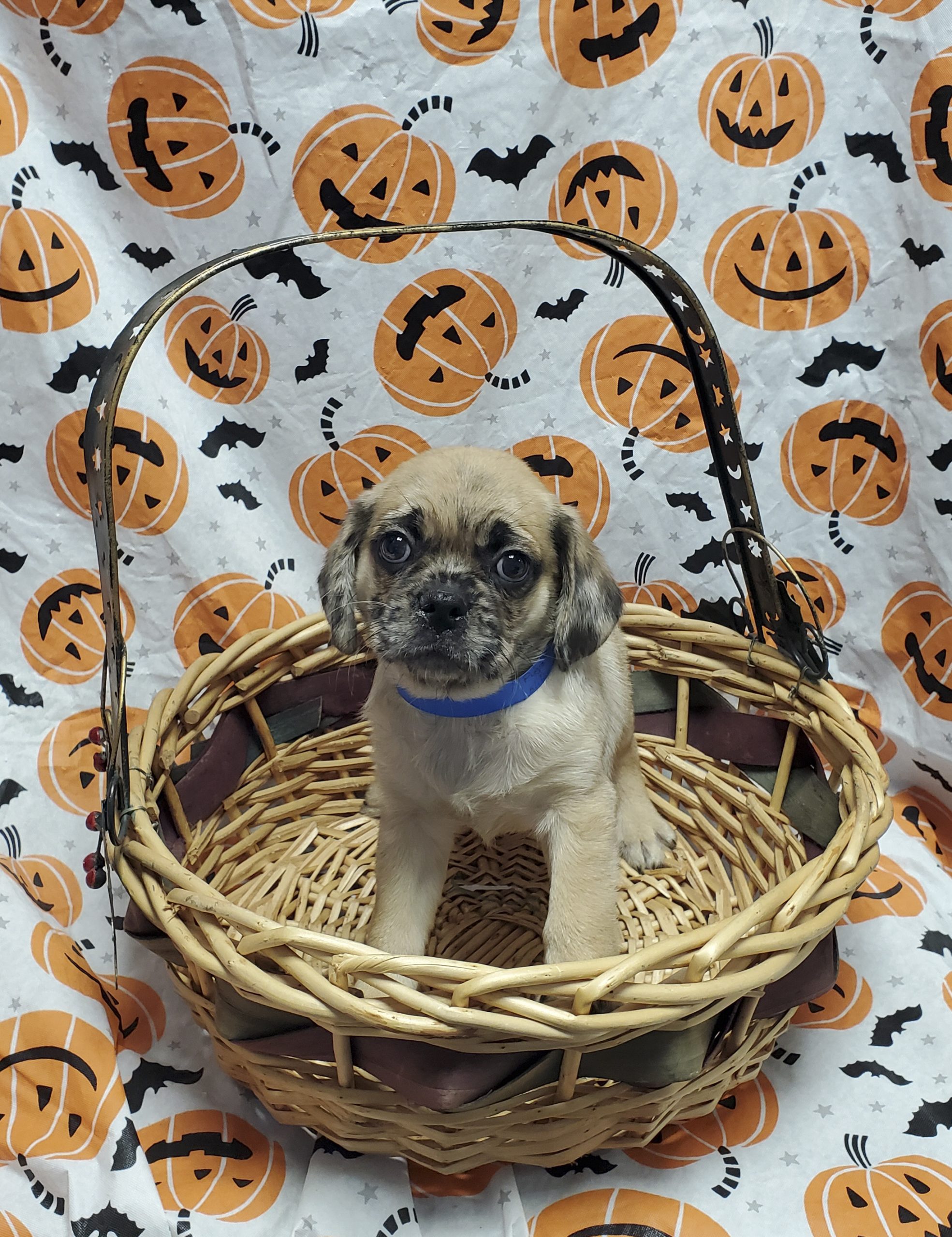 Available Puppies 27