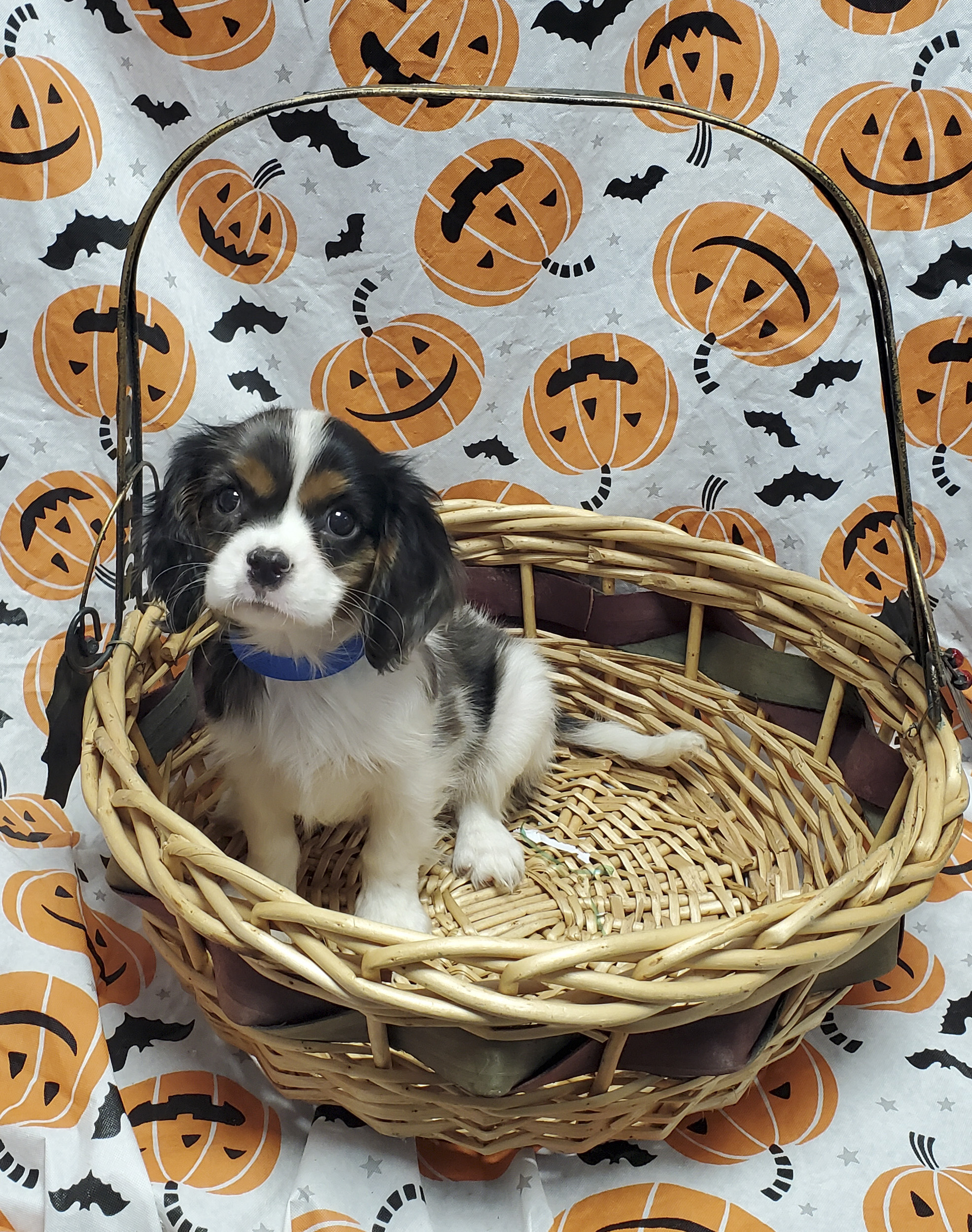 Available Puppies 30