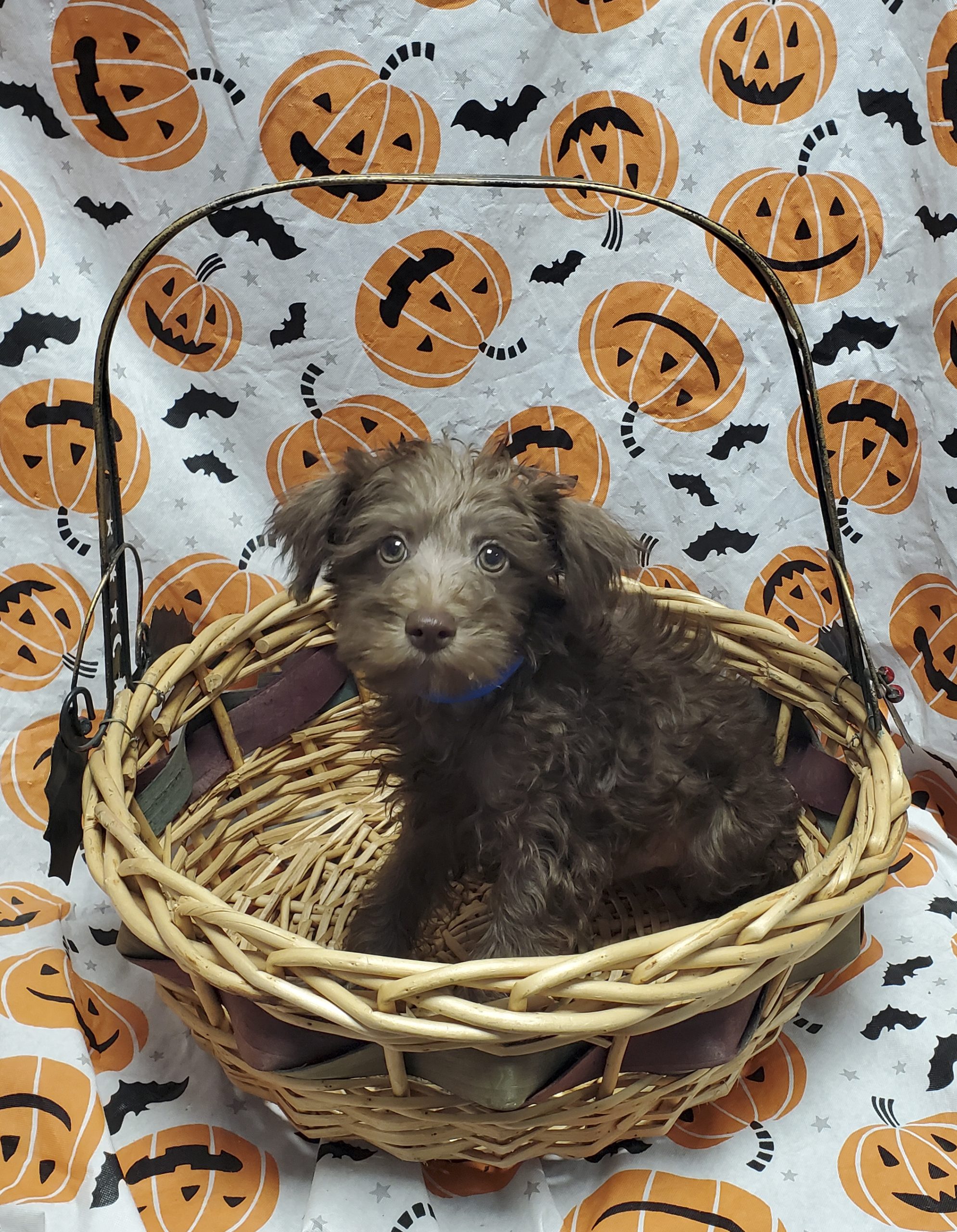 Available Puppies 29