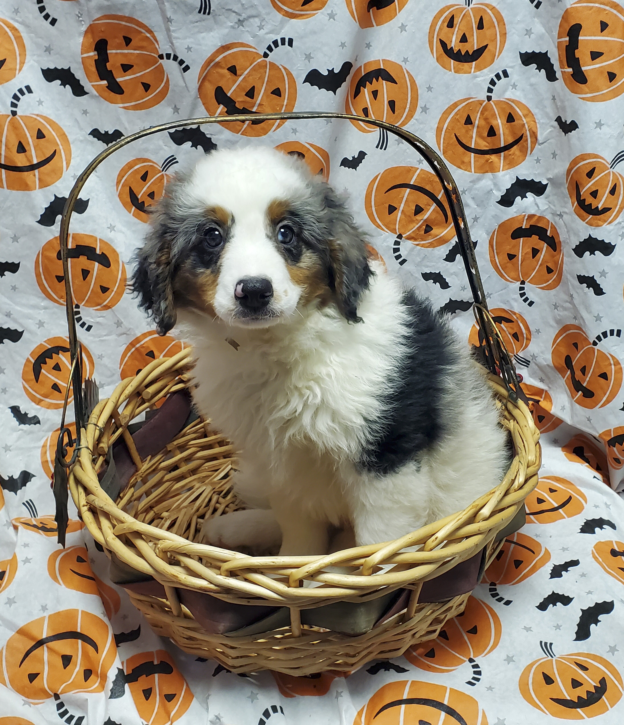 Available Puppies 31
