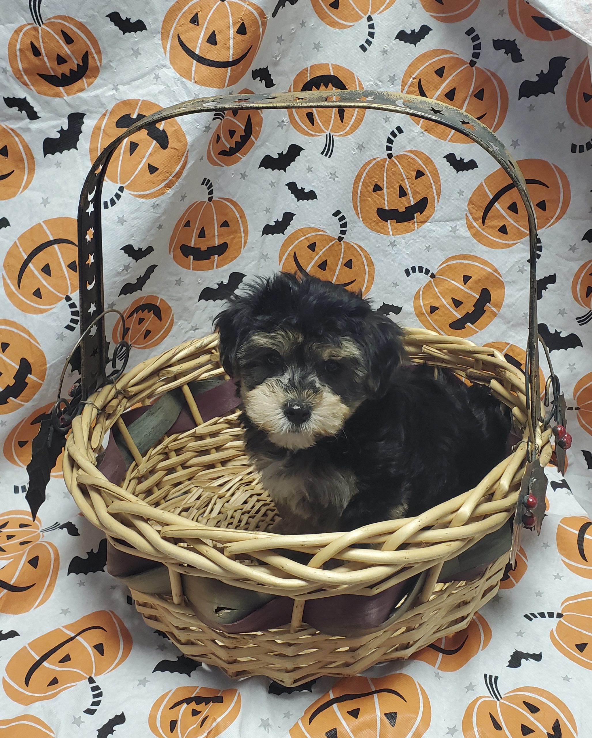 Available Puppies 19 Available Puppies 19