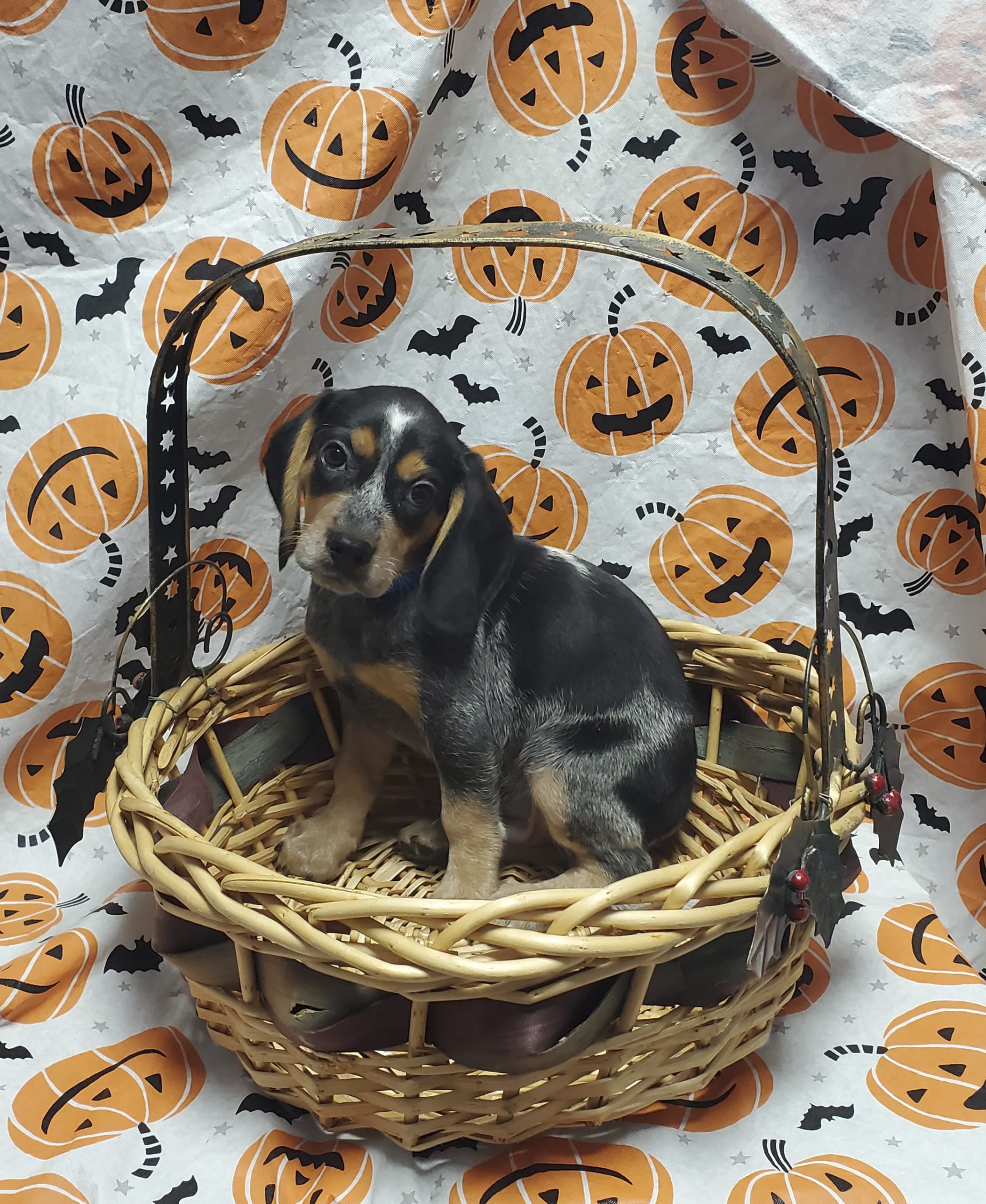 Available Puppies 18 Available Puppies 18