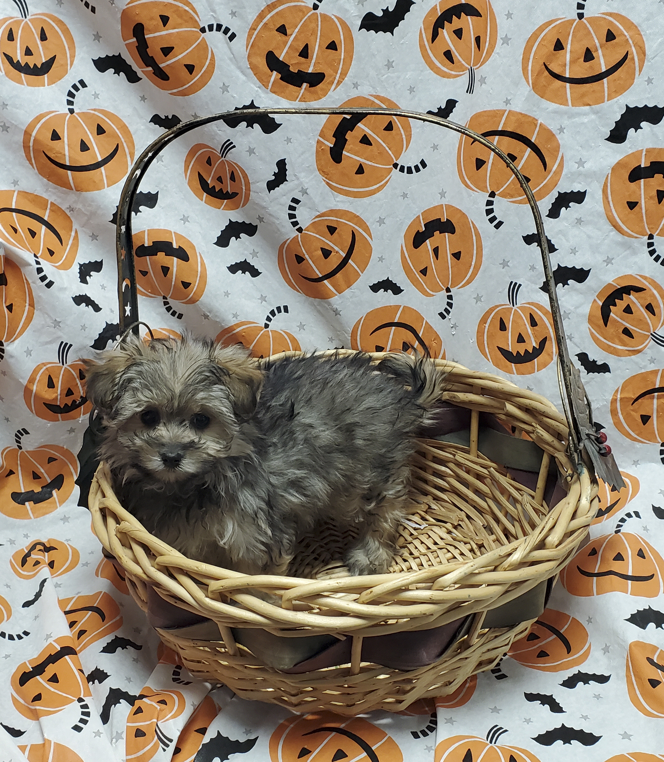 Available Puppies 22 Available Puppies 22