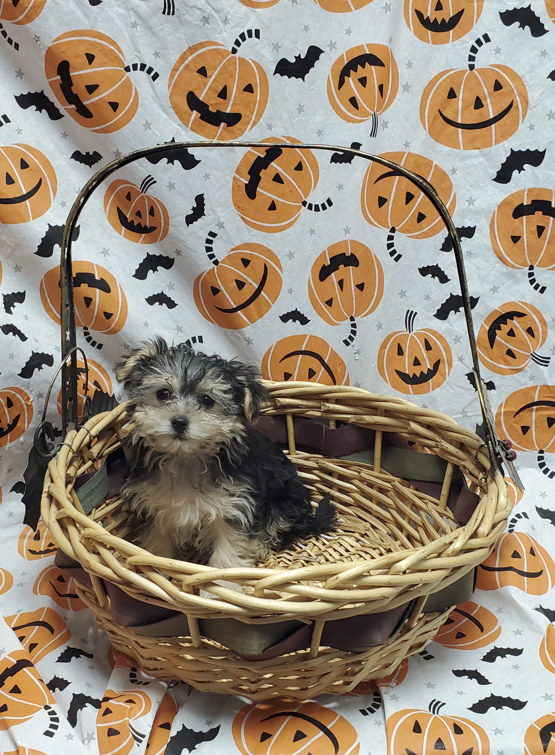 Available Puppies 21 Available Puppies 21