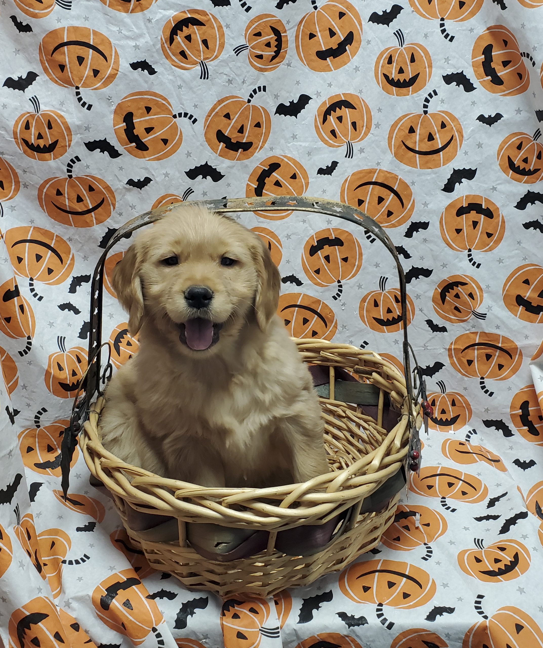 Available Puppies 20 Available Puppies 20