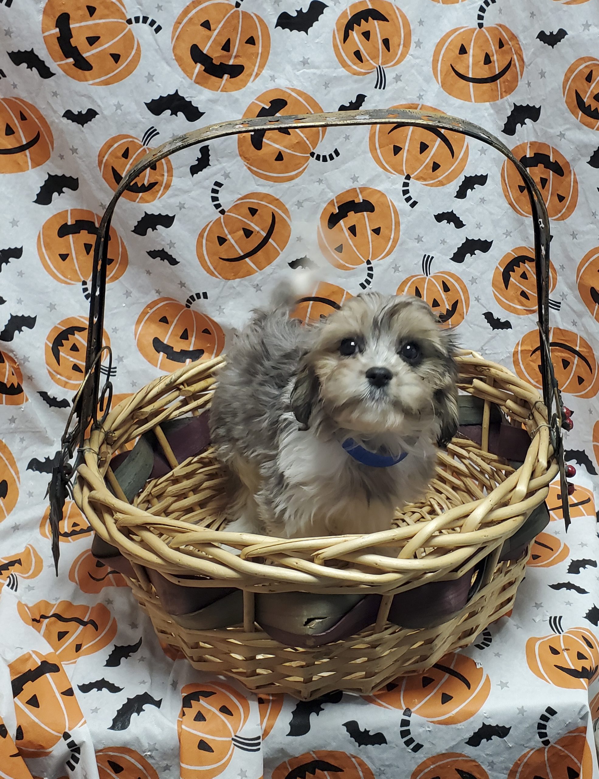 Available Puppies 24 Available Puppies 24
