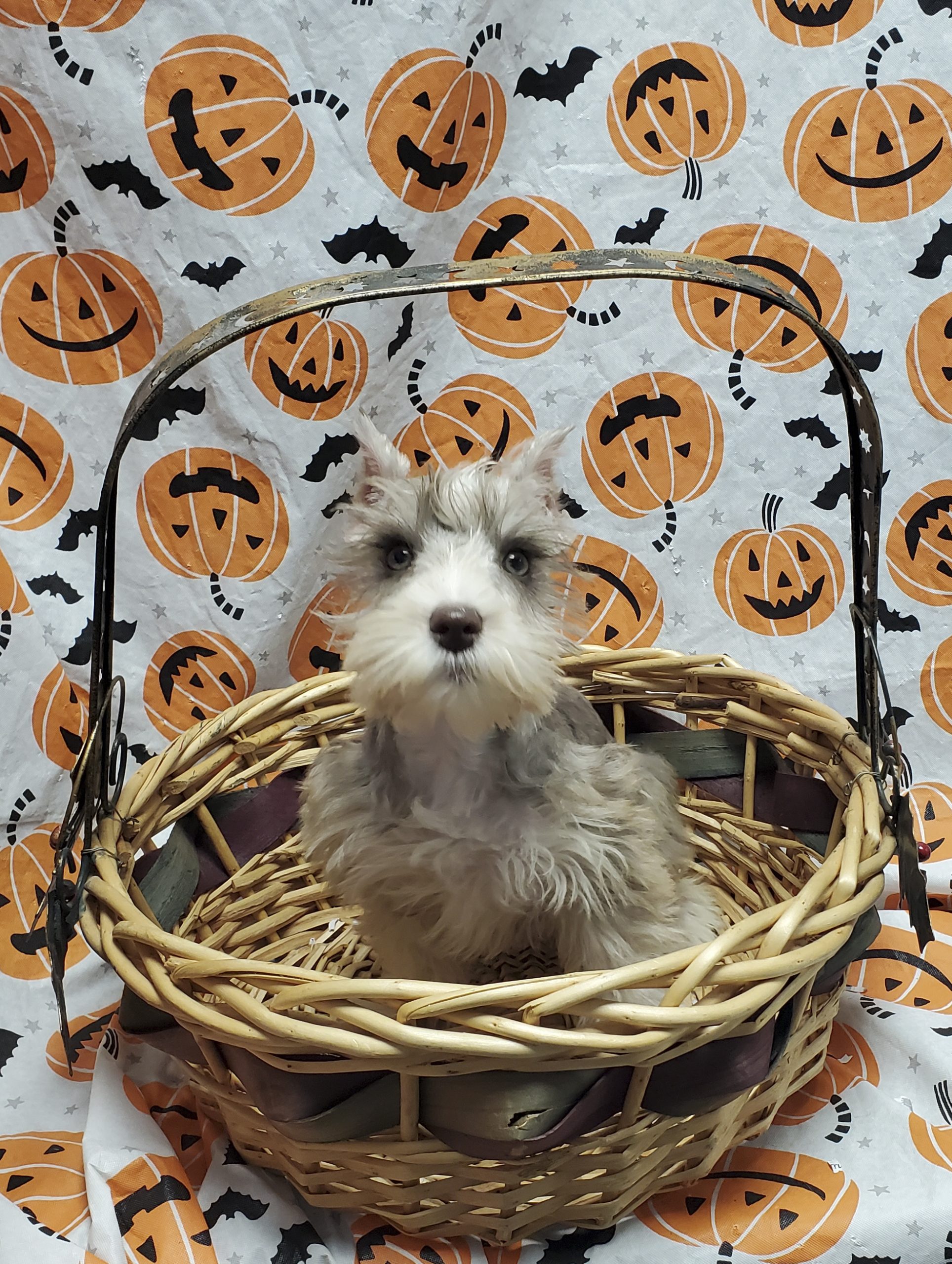 Available Puppies 23 Available Puppies 23