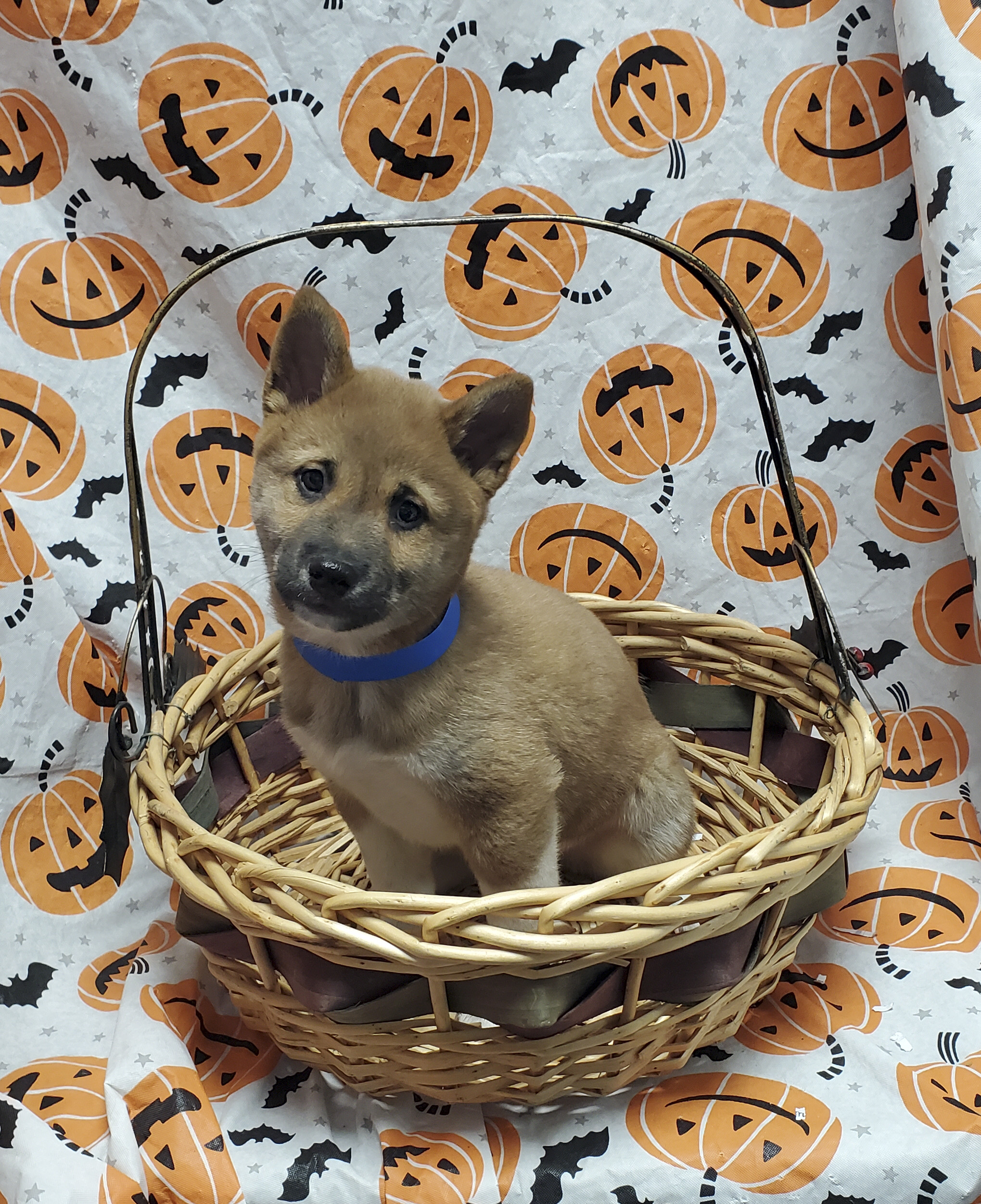 Available Puppies 25 Available Puppies 25
